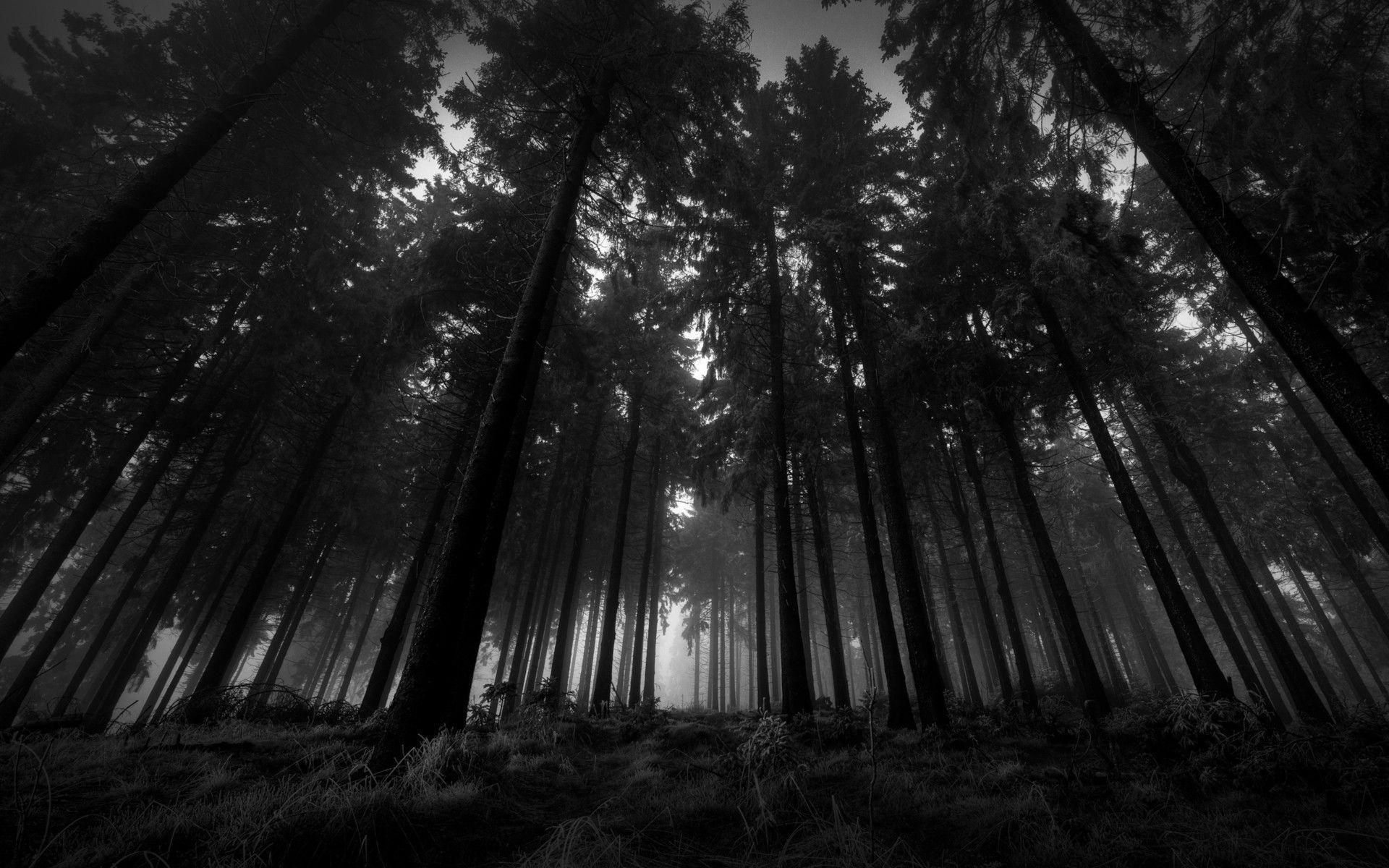 Dark Woods Wallpapers