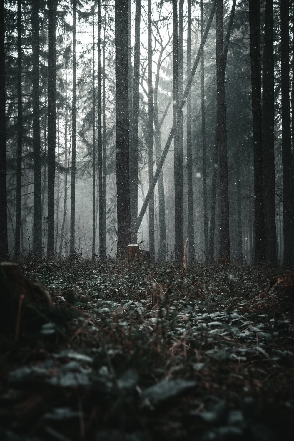 Dark Woods Wallpapers