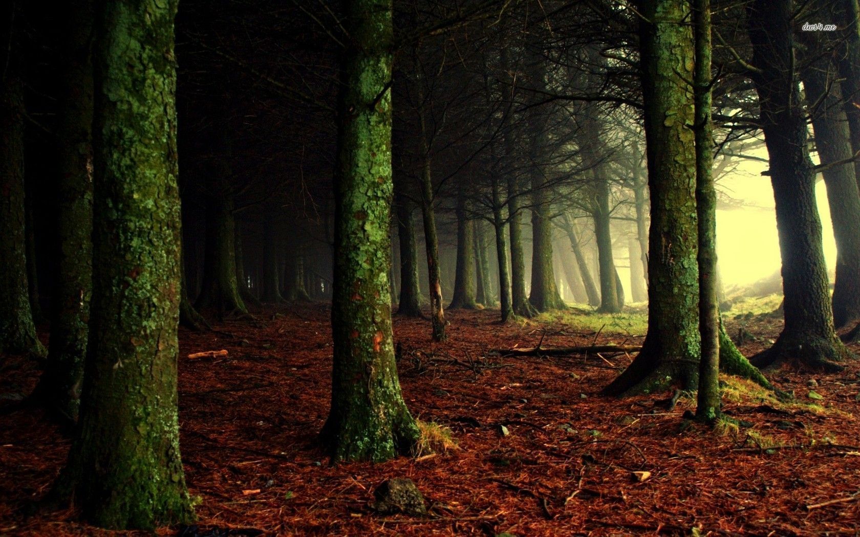 Dark Woods Wallpapers