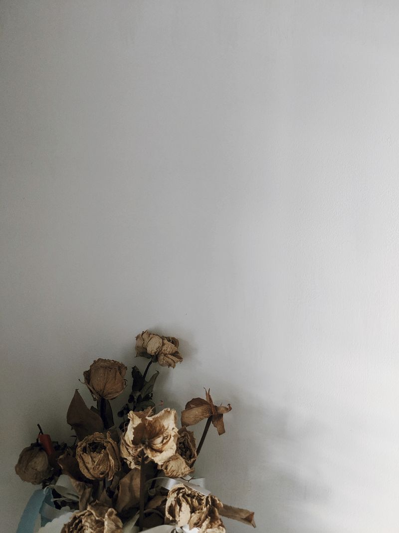 Dead Flower Picture Wallpapers