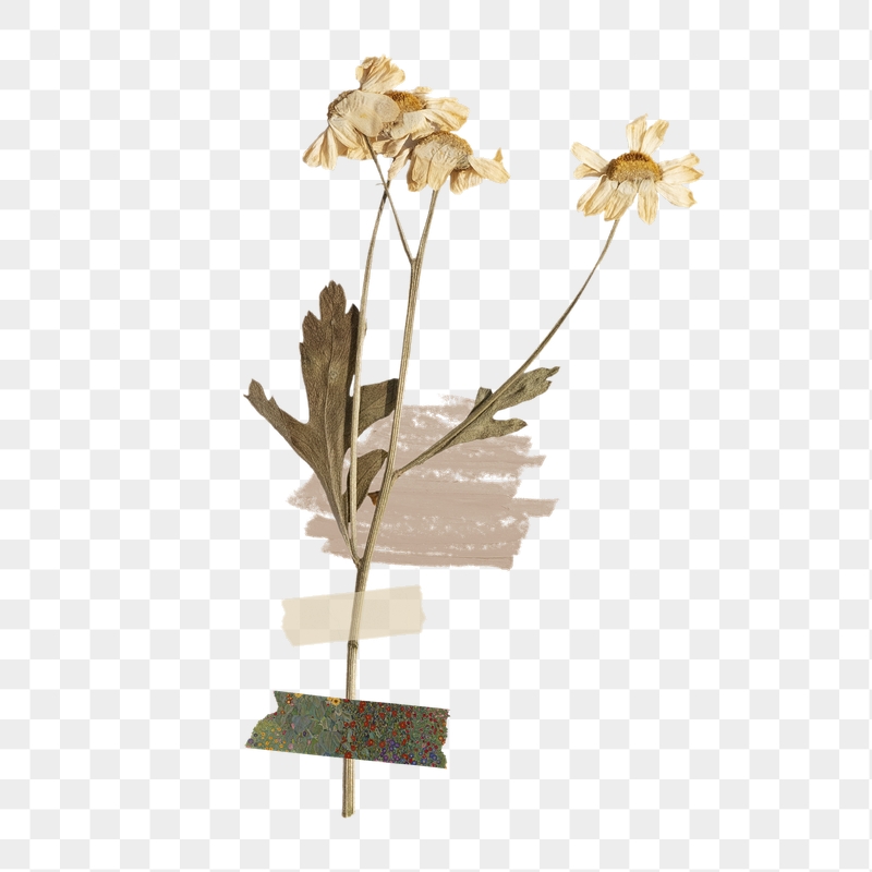 Dead Flowers Aesthetic Wallpapers