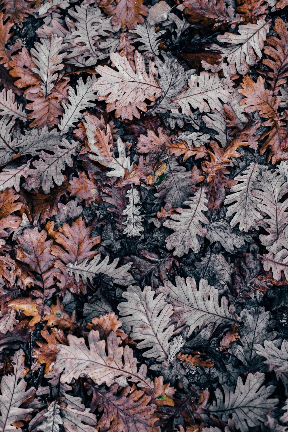 Dead Leaves Wallpapers