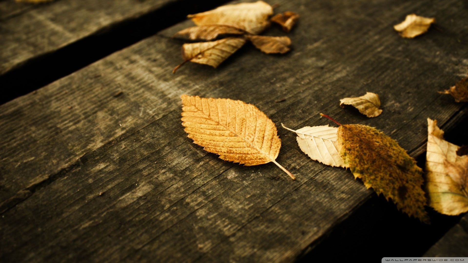 Dead Leaves Wallpapers