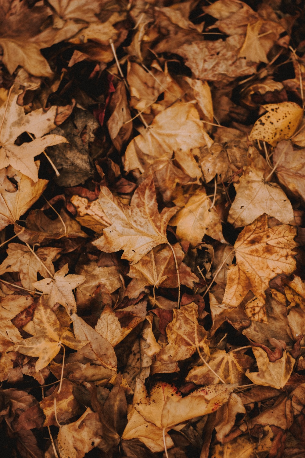 Dead Leaves Wallpapers