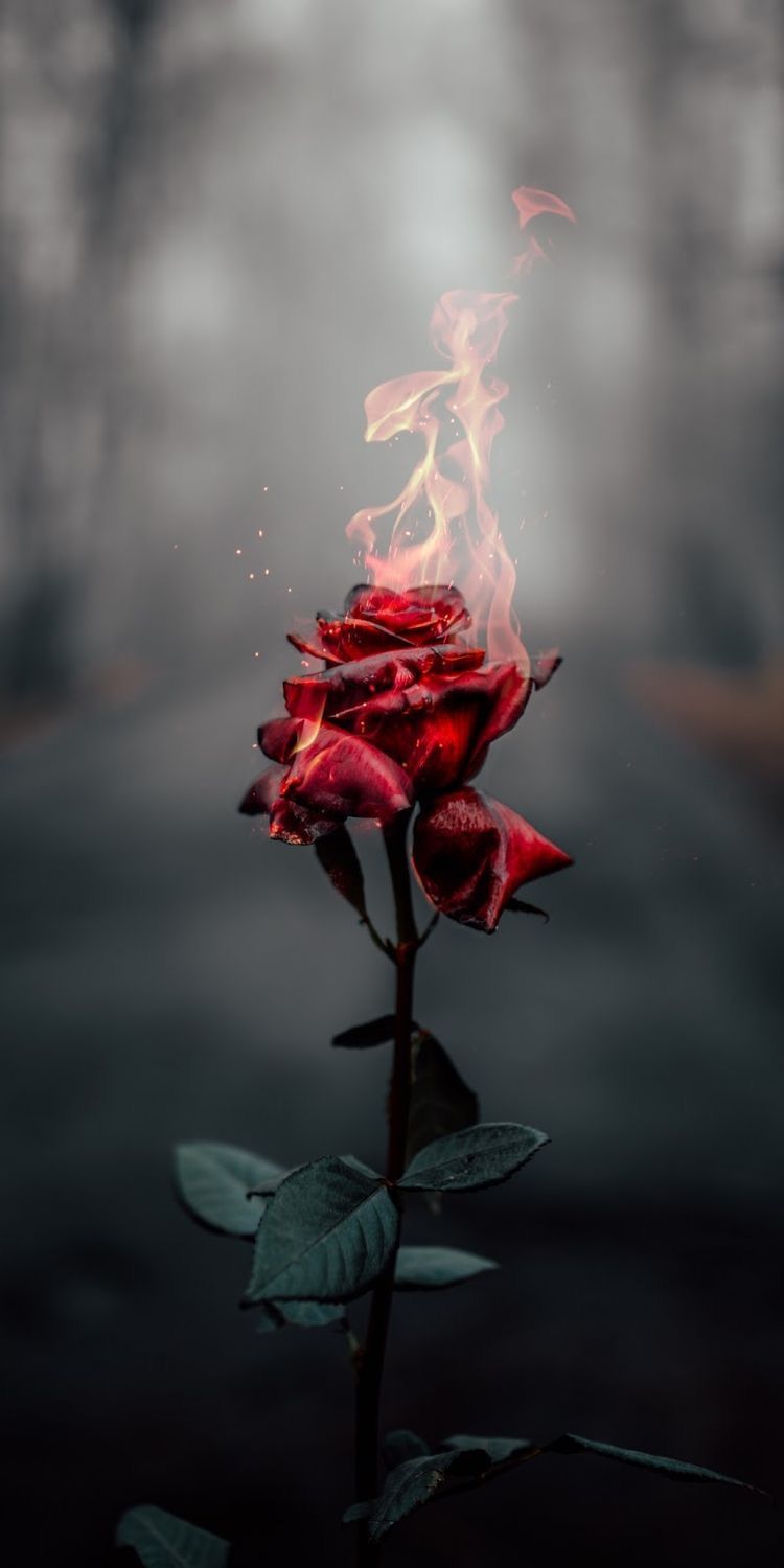 Dead Rose Aesthetic Wallpapers