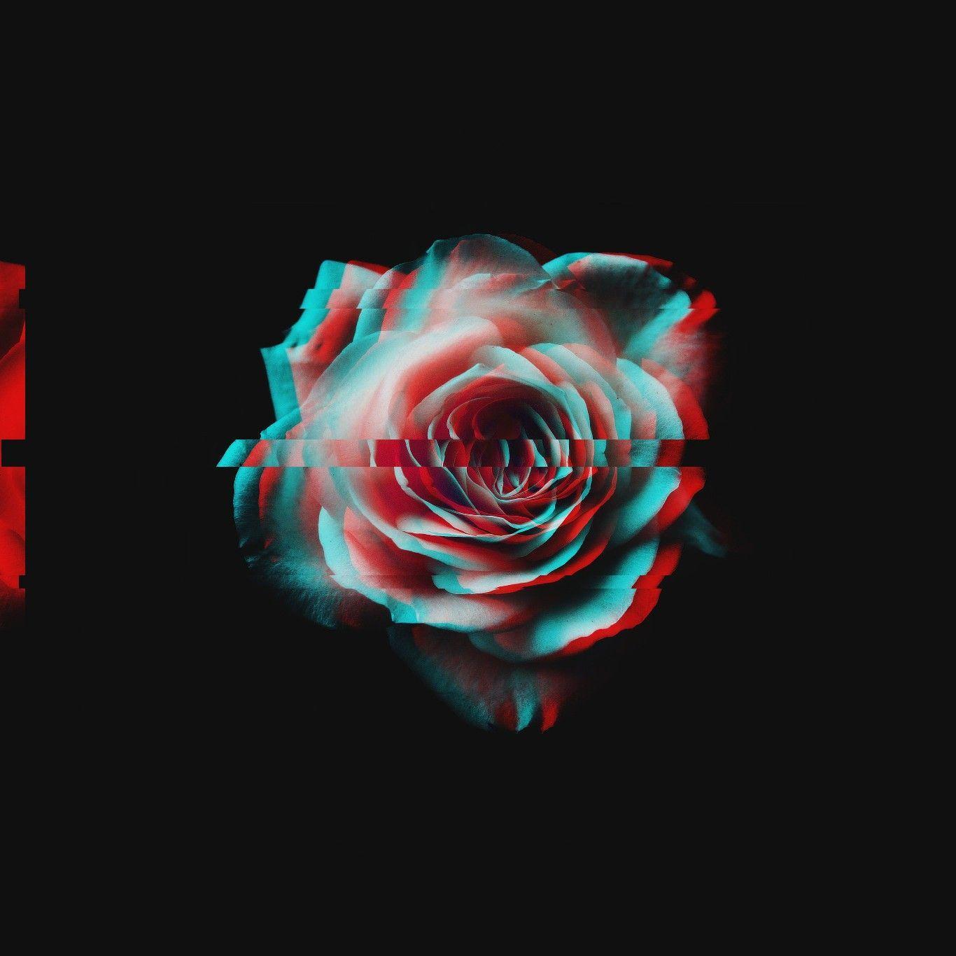 Dead Rose Aesthetic Wallpapers