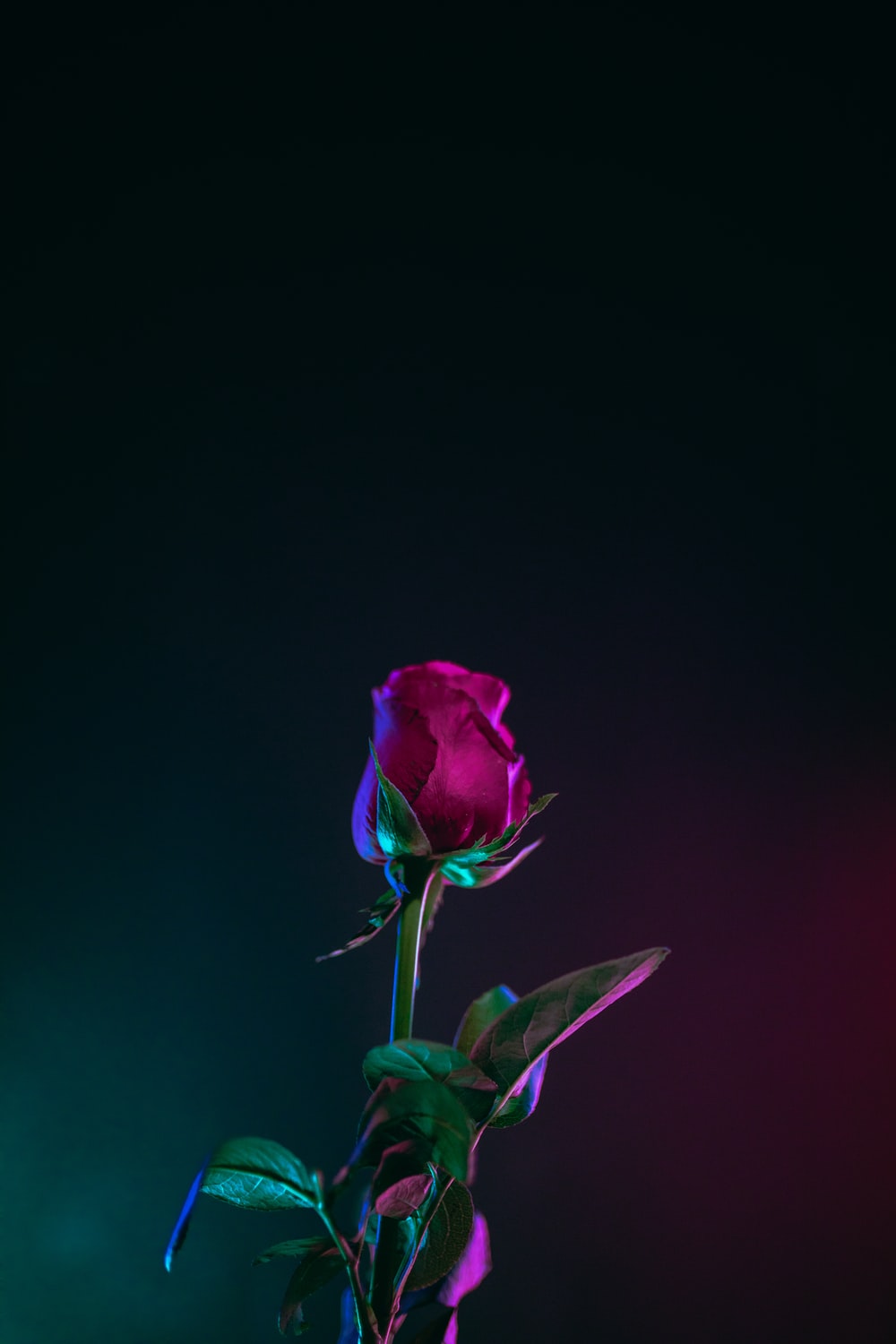 Dead Rose Aesthetic Wallpapers