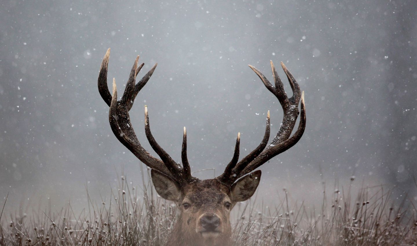 Deer Antler Wallpapers