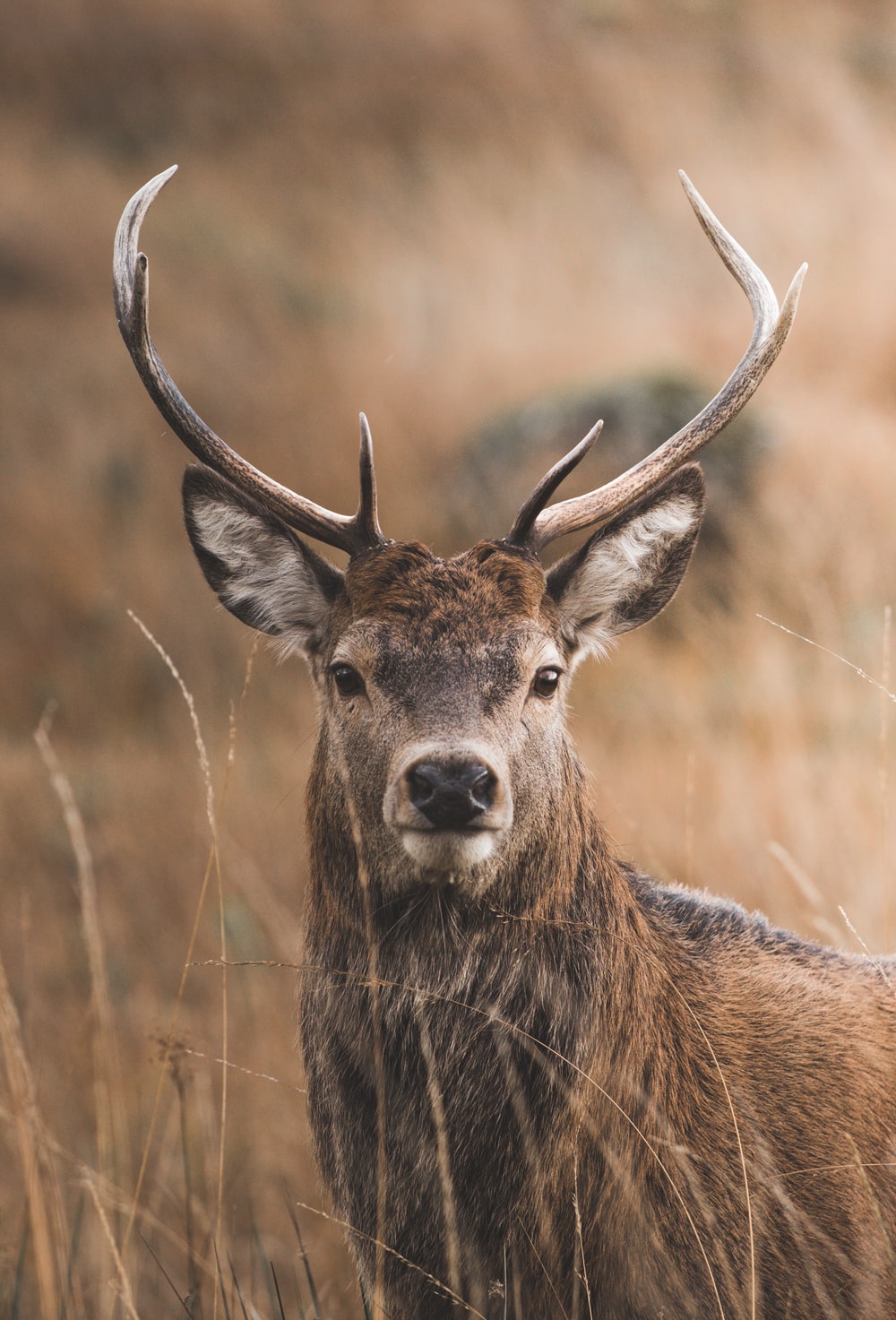 Deer Antler Wallpapers