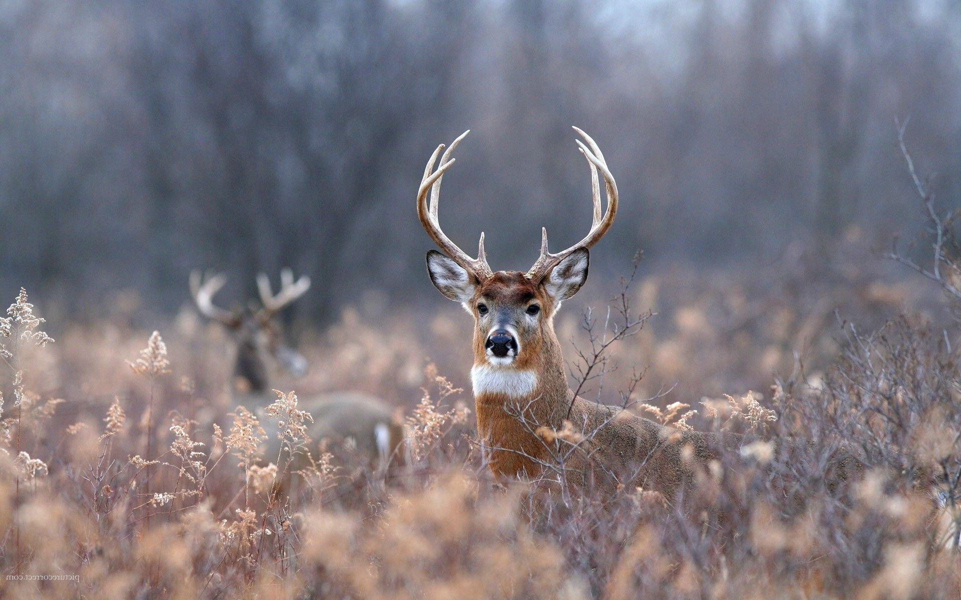 Deer Antler Wallpapers