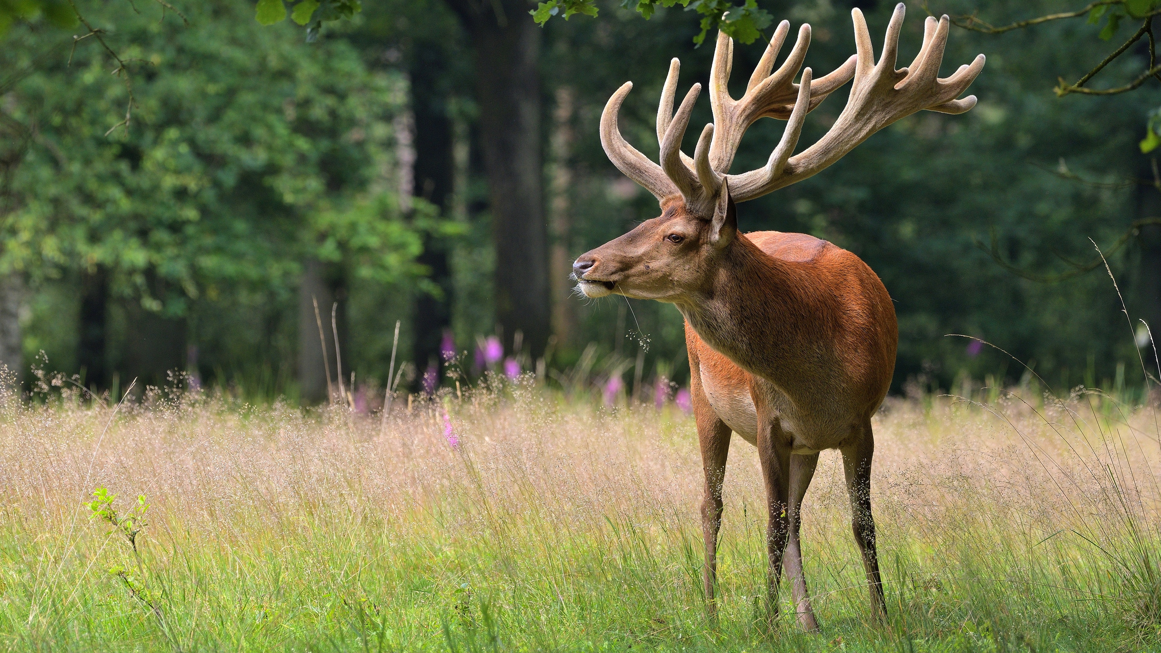 Deer Antler Wallpapers