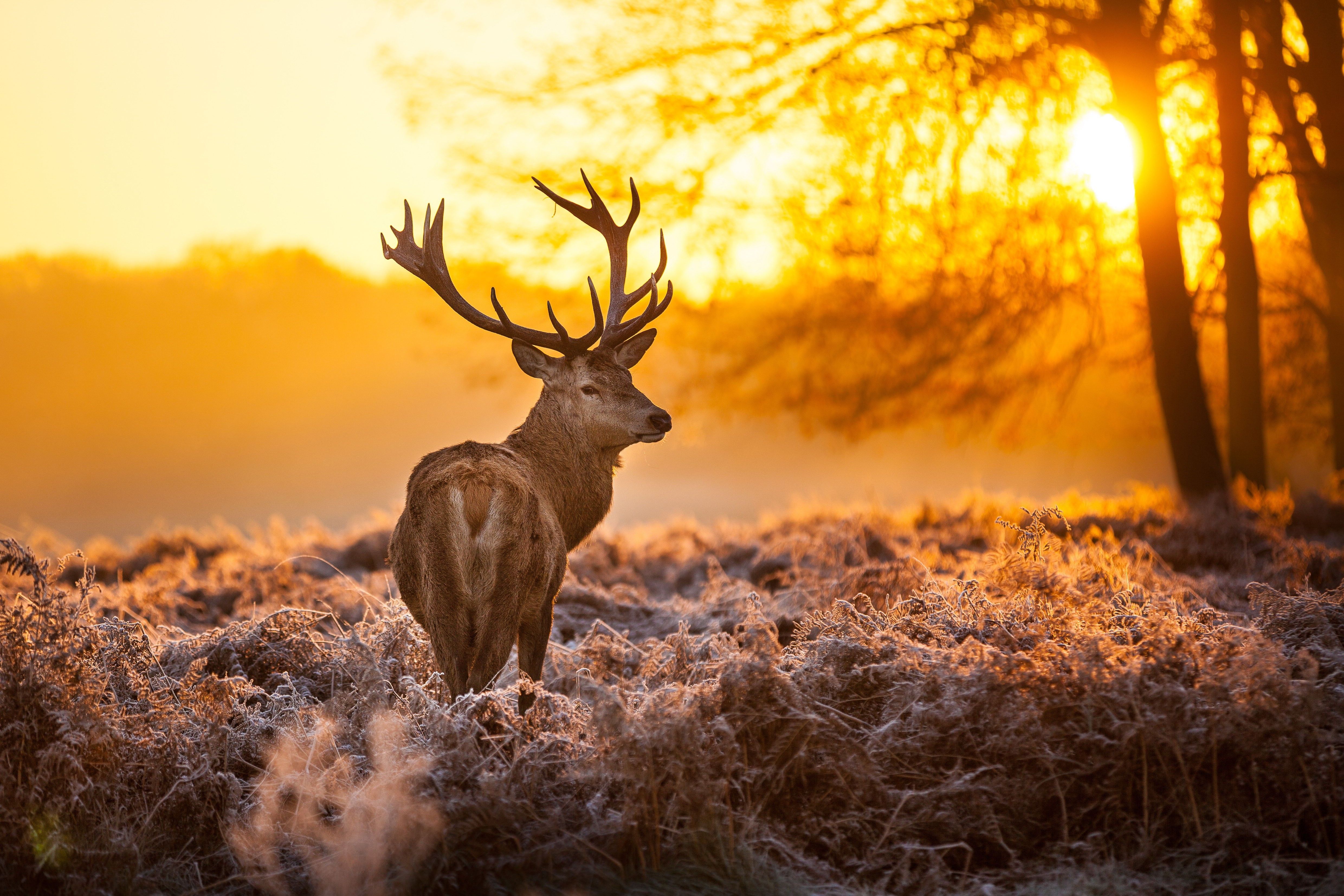 Deer Desktop Background