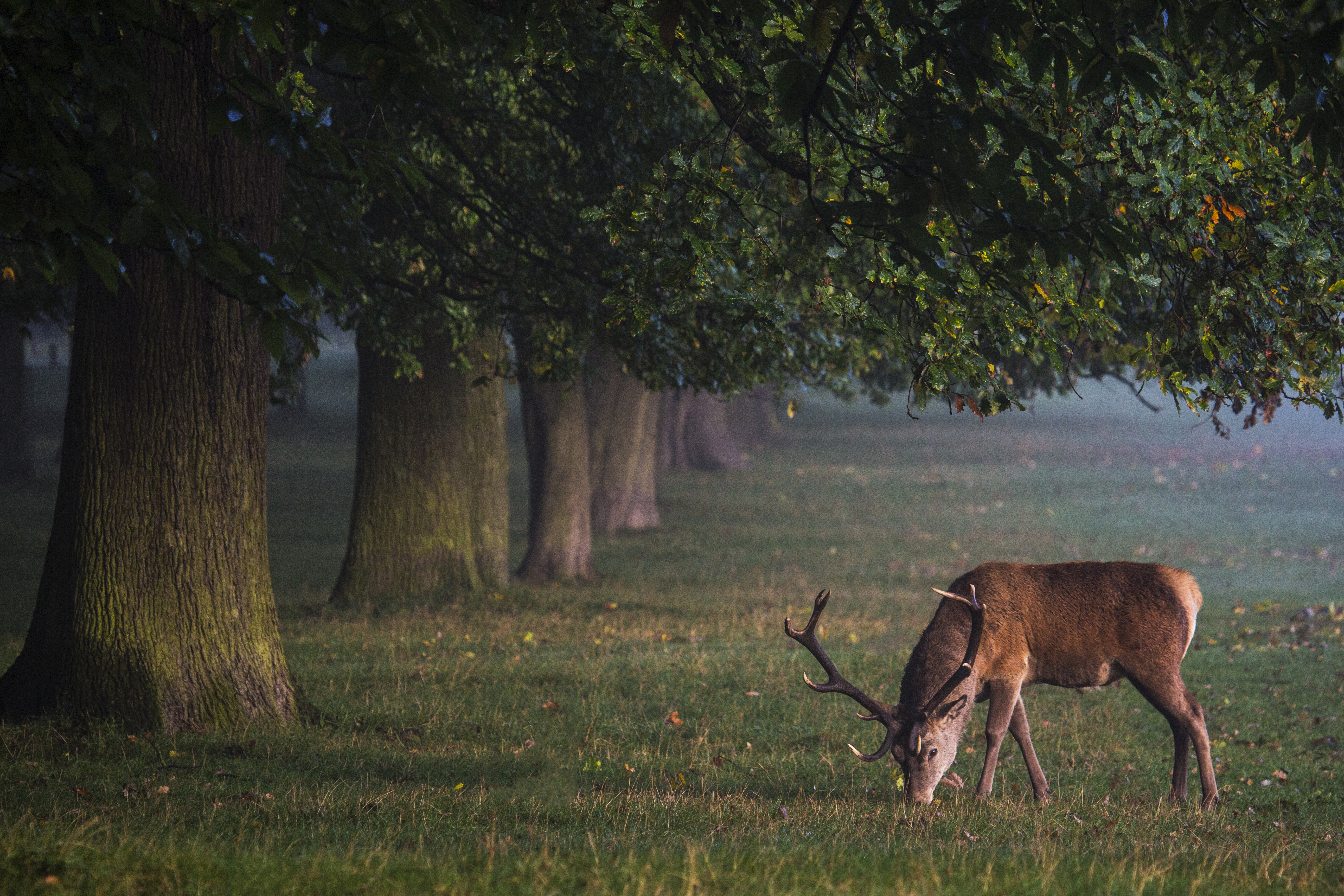 Deer Desktop Background