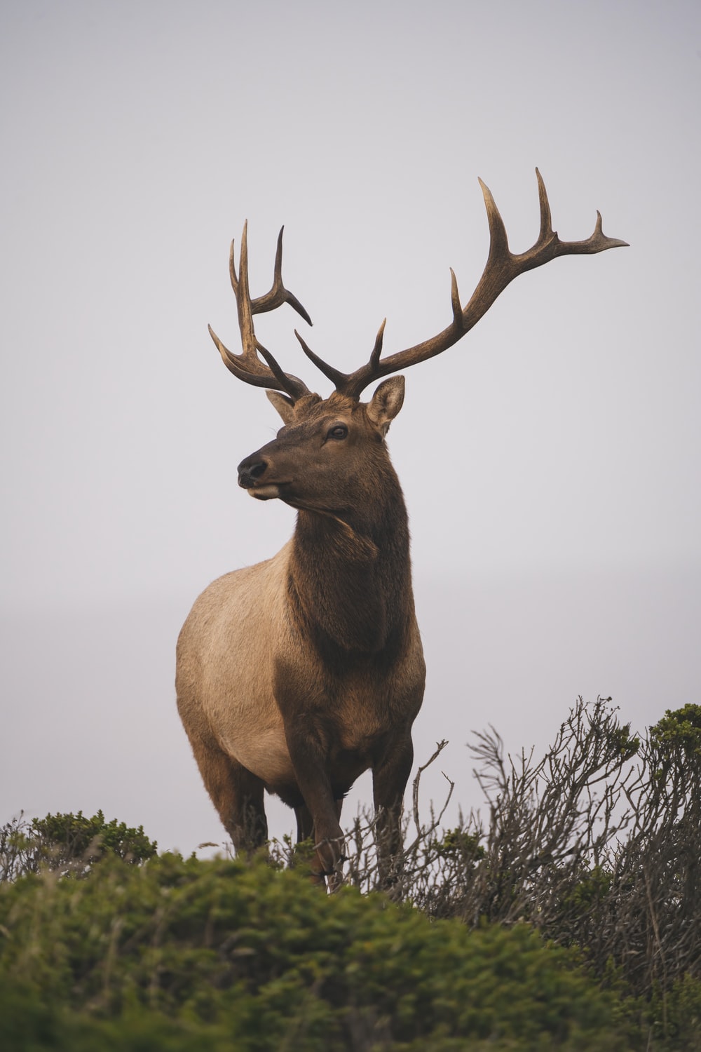 Deer Desktop Background