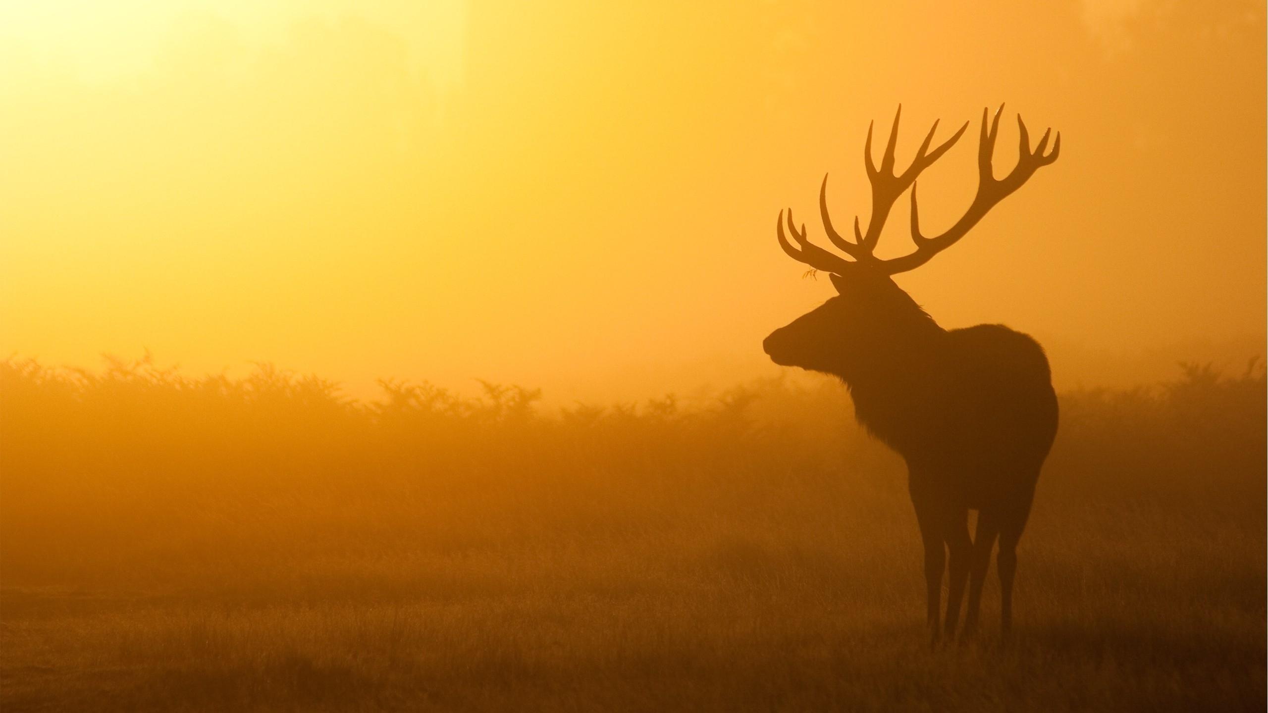 Deer Desktop Background