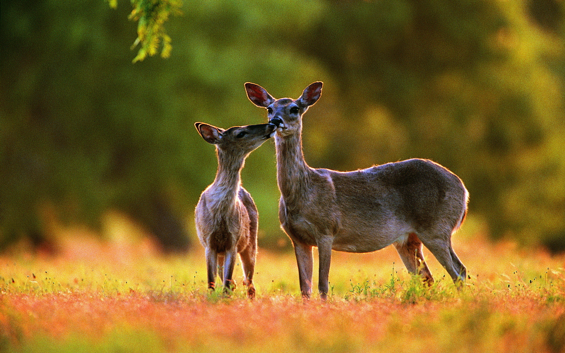 Deer Desktop Background