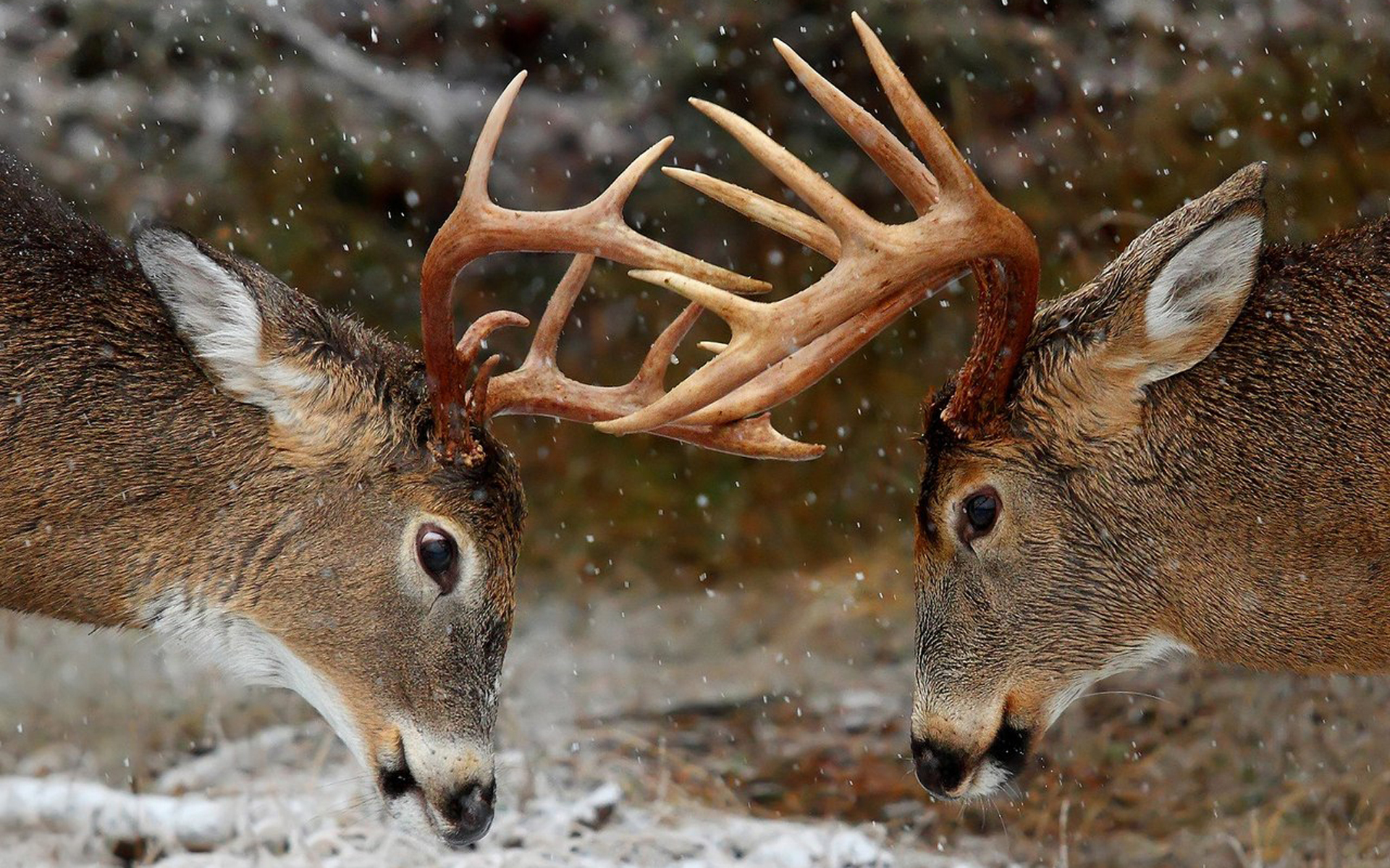 Deer Desktop Background