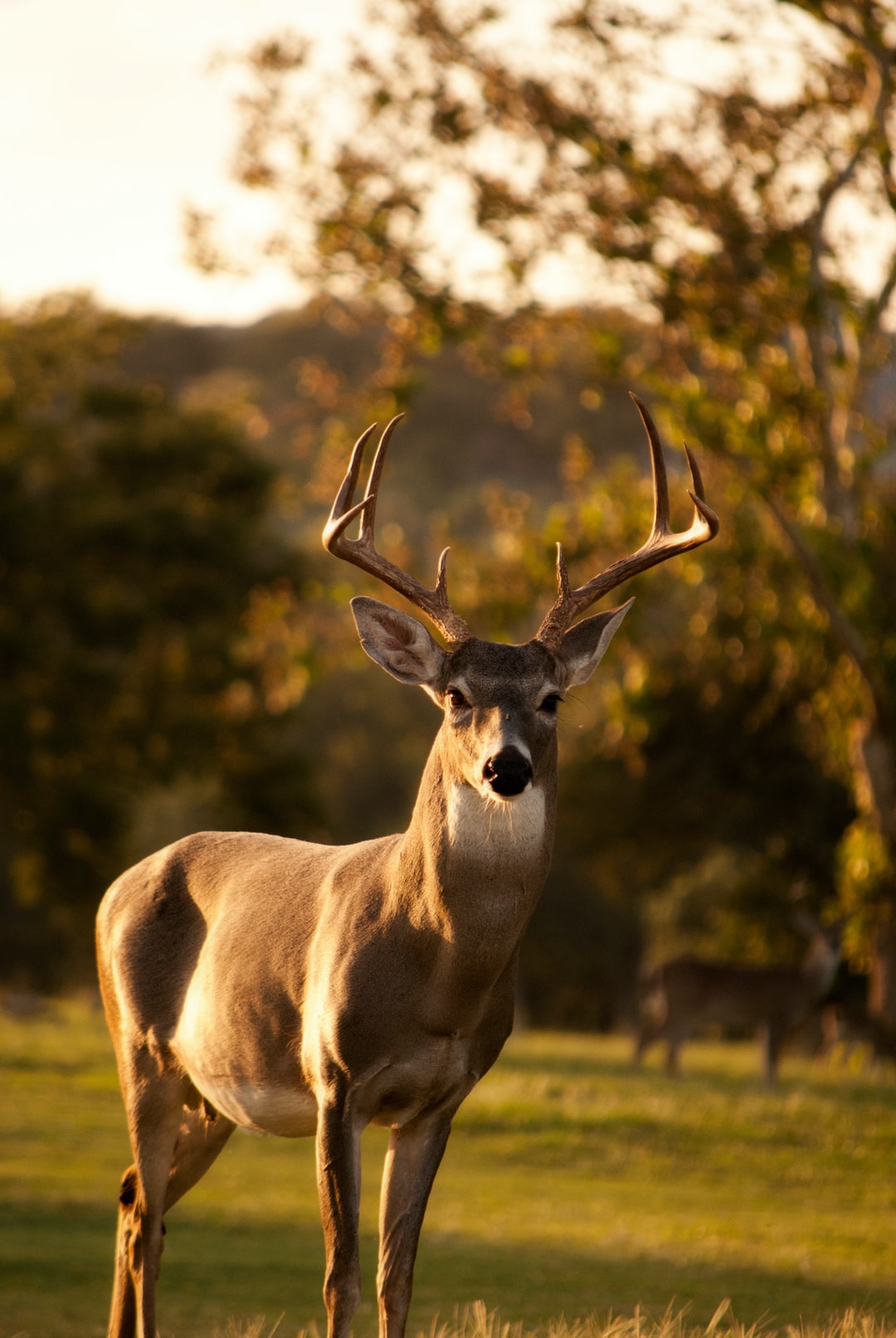 Deer Desktop Background