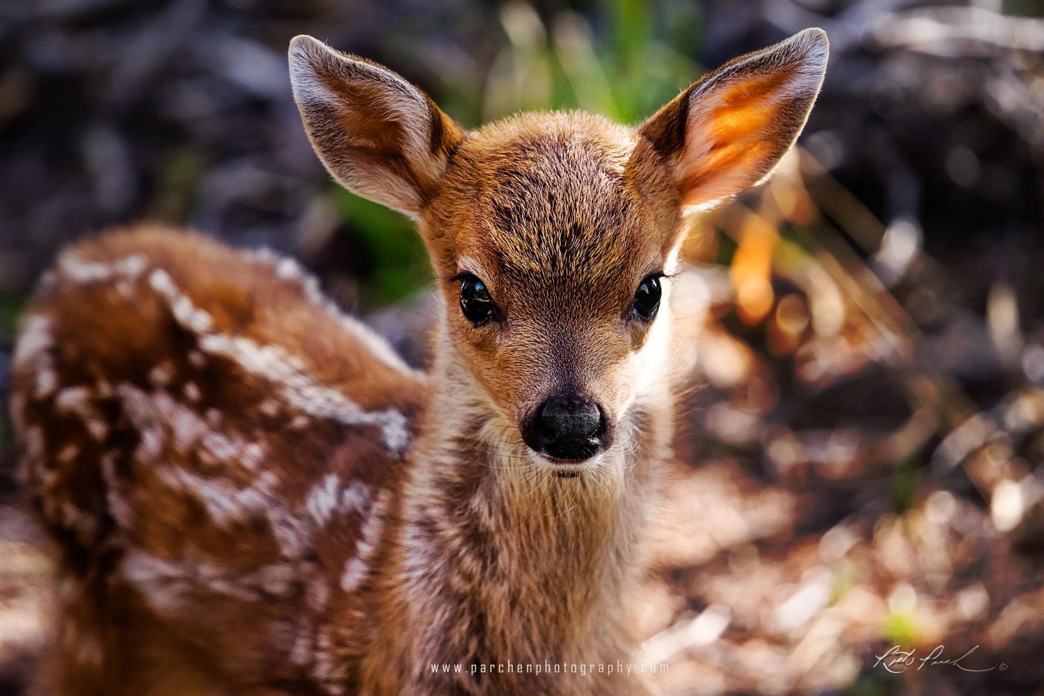 Deer Desktop Background