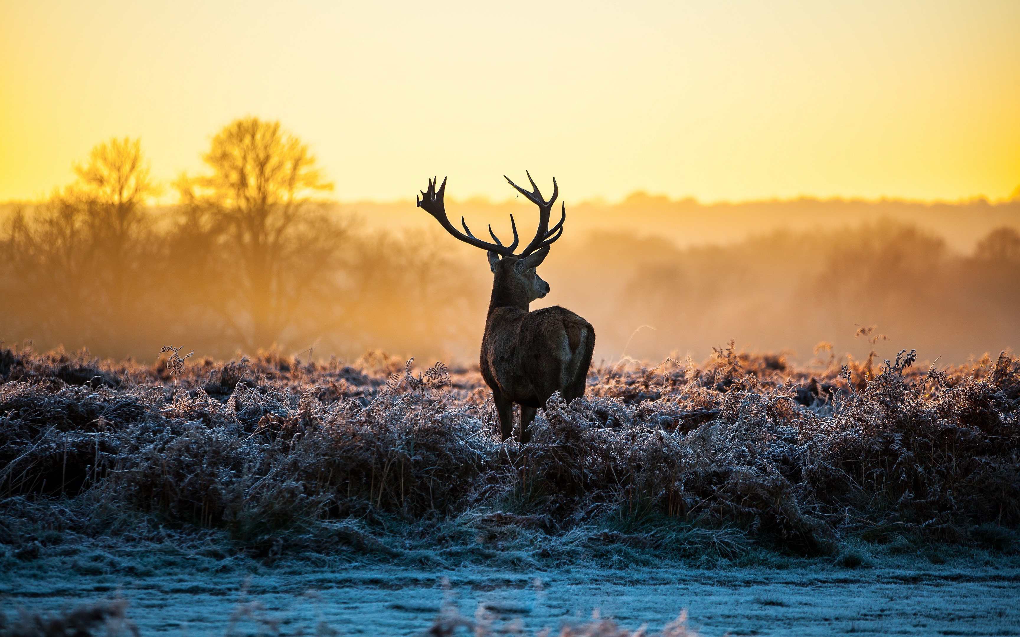 Deer Desktop Background