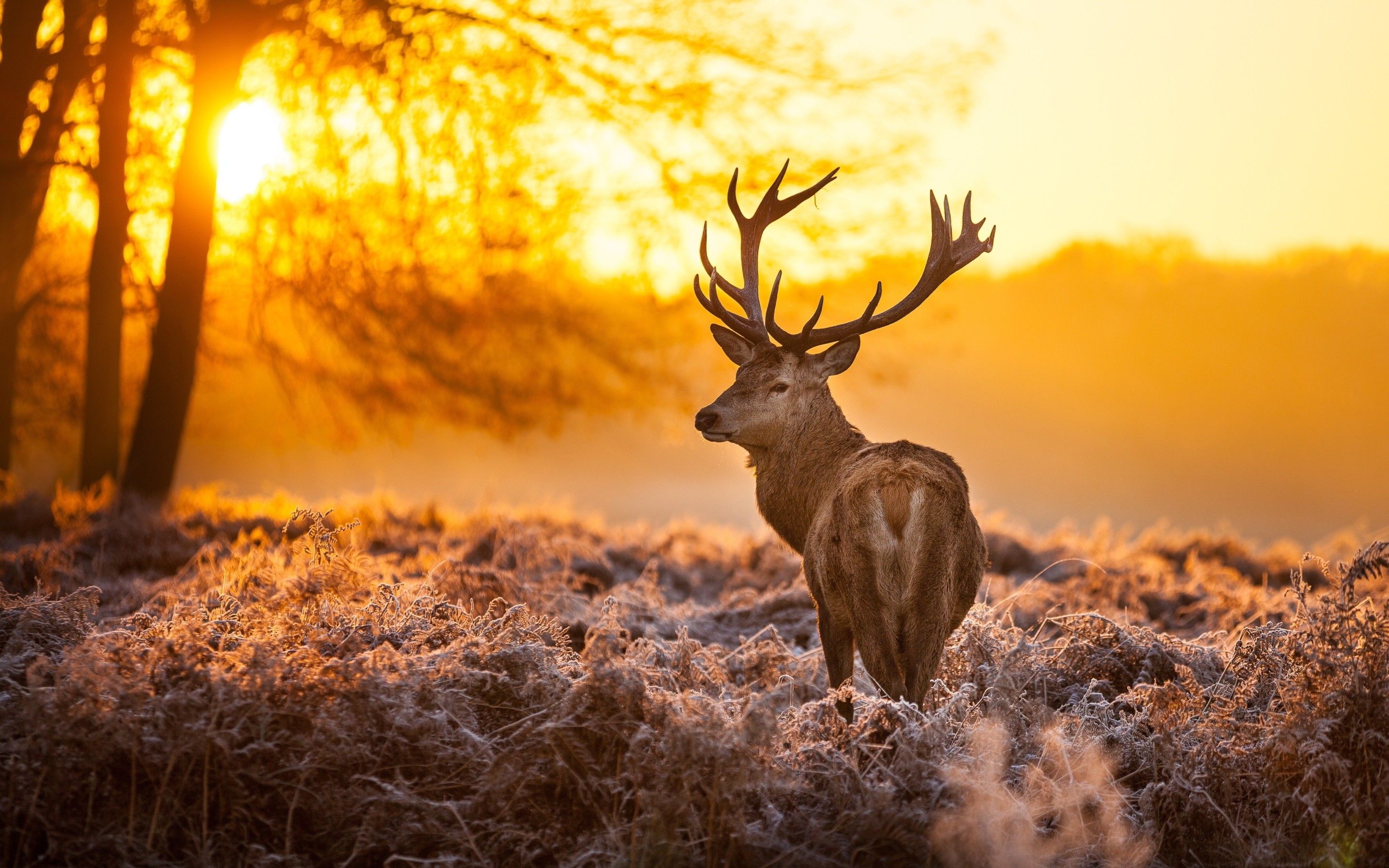 Deer Hunting Wallpapers