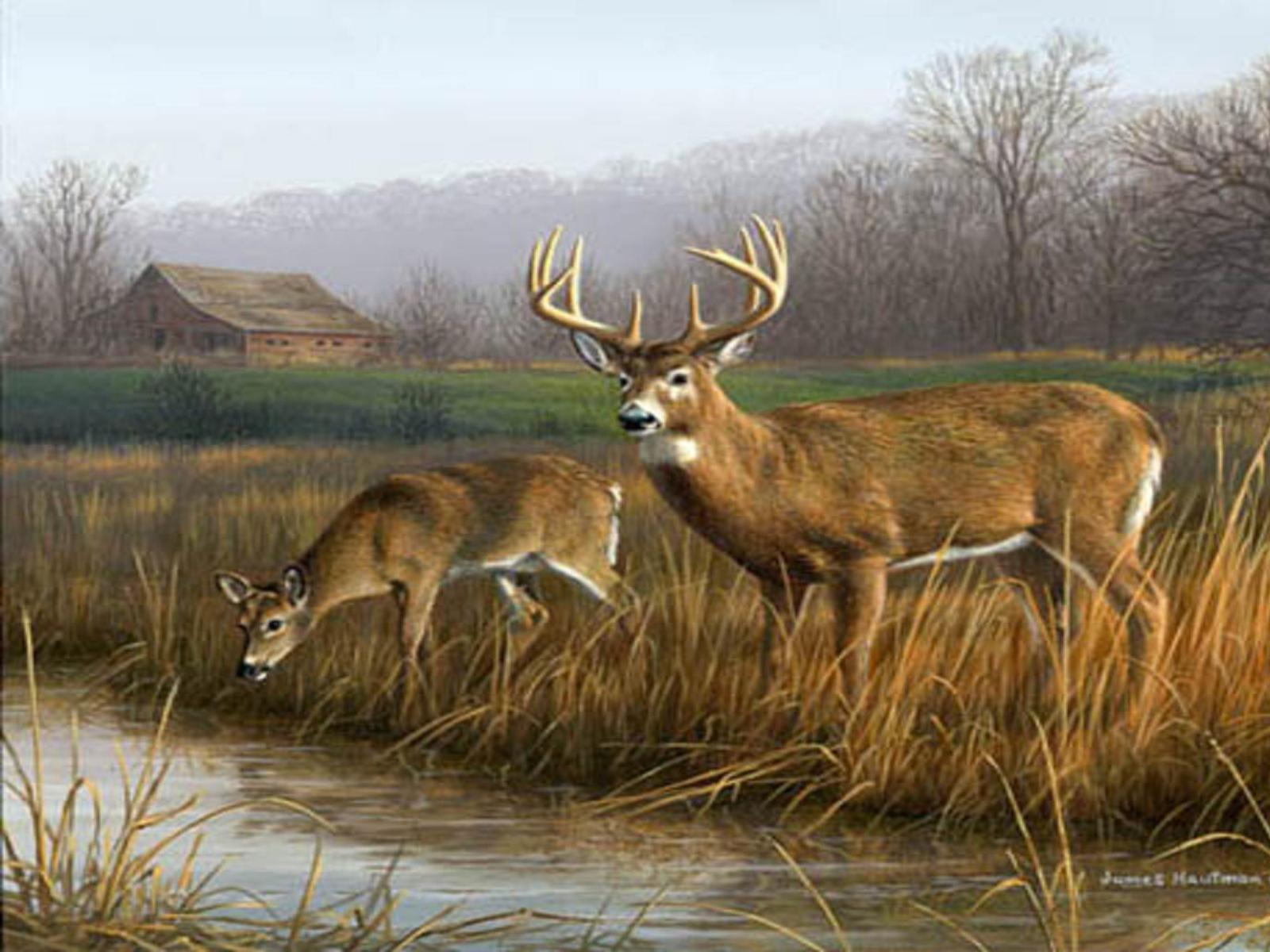 Deer Hunting Wallpapers