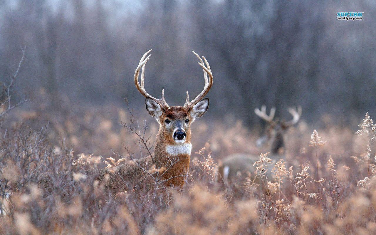 Deer Hunting Wallpapers