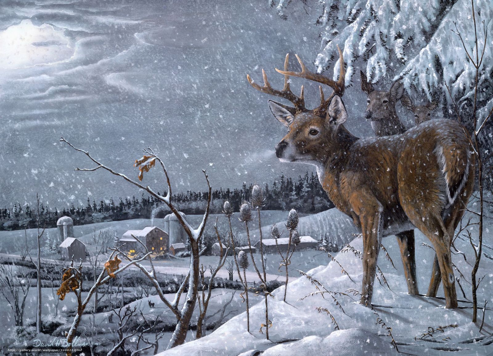 Deer In Snow Wallpapers