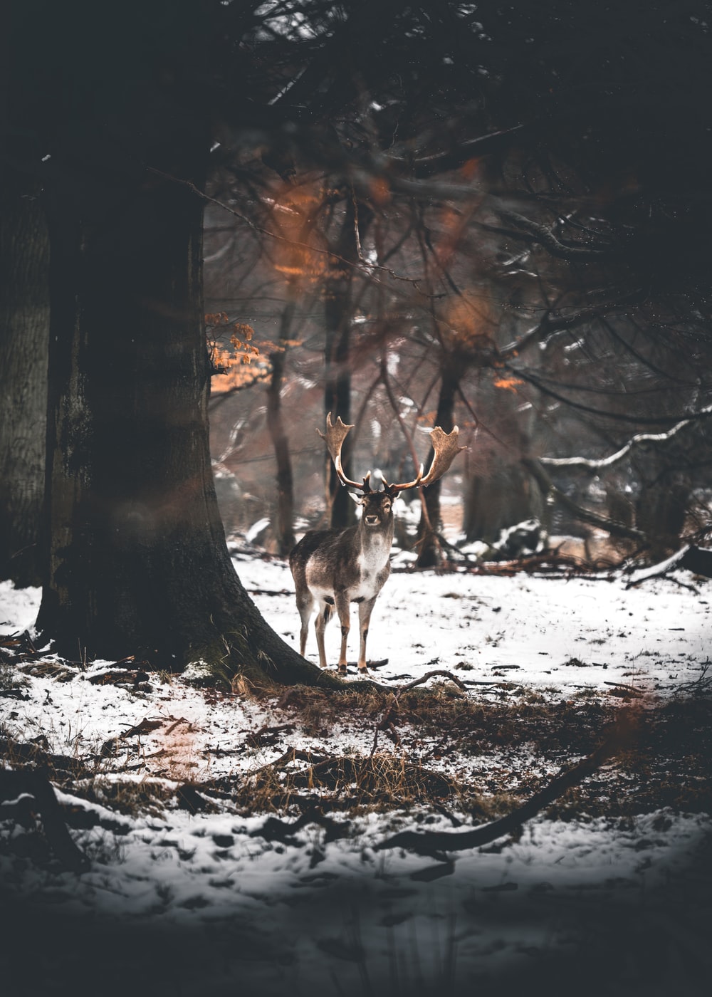 Deer In Snow Wallpapers