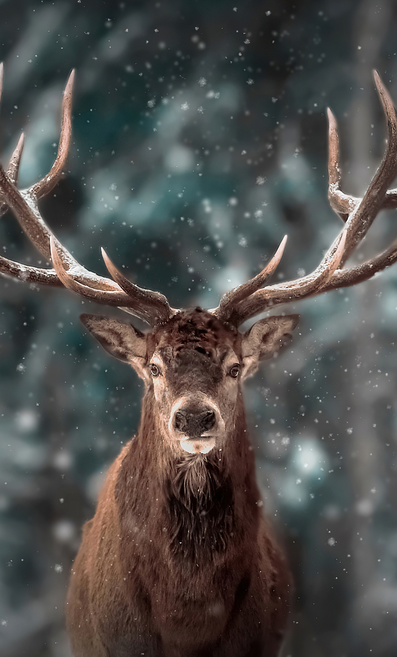 Deer In Snow Wallpapers