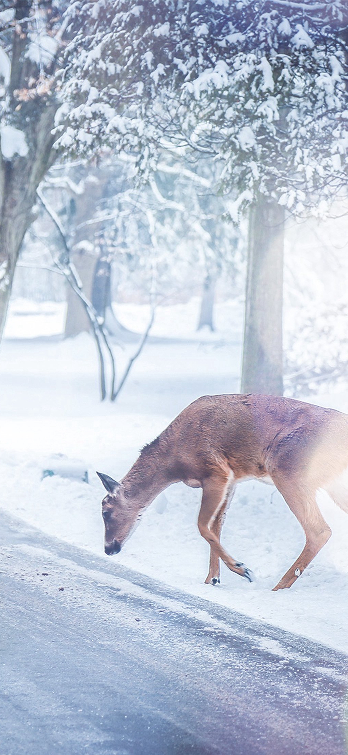 Deer In Snow Wallpapers