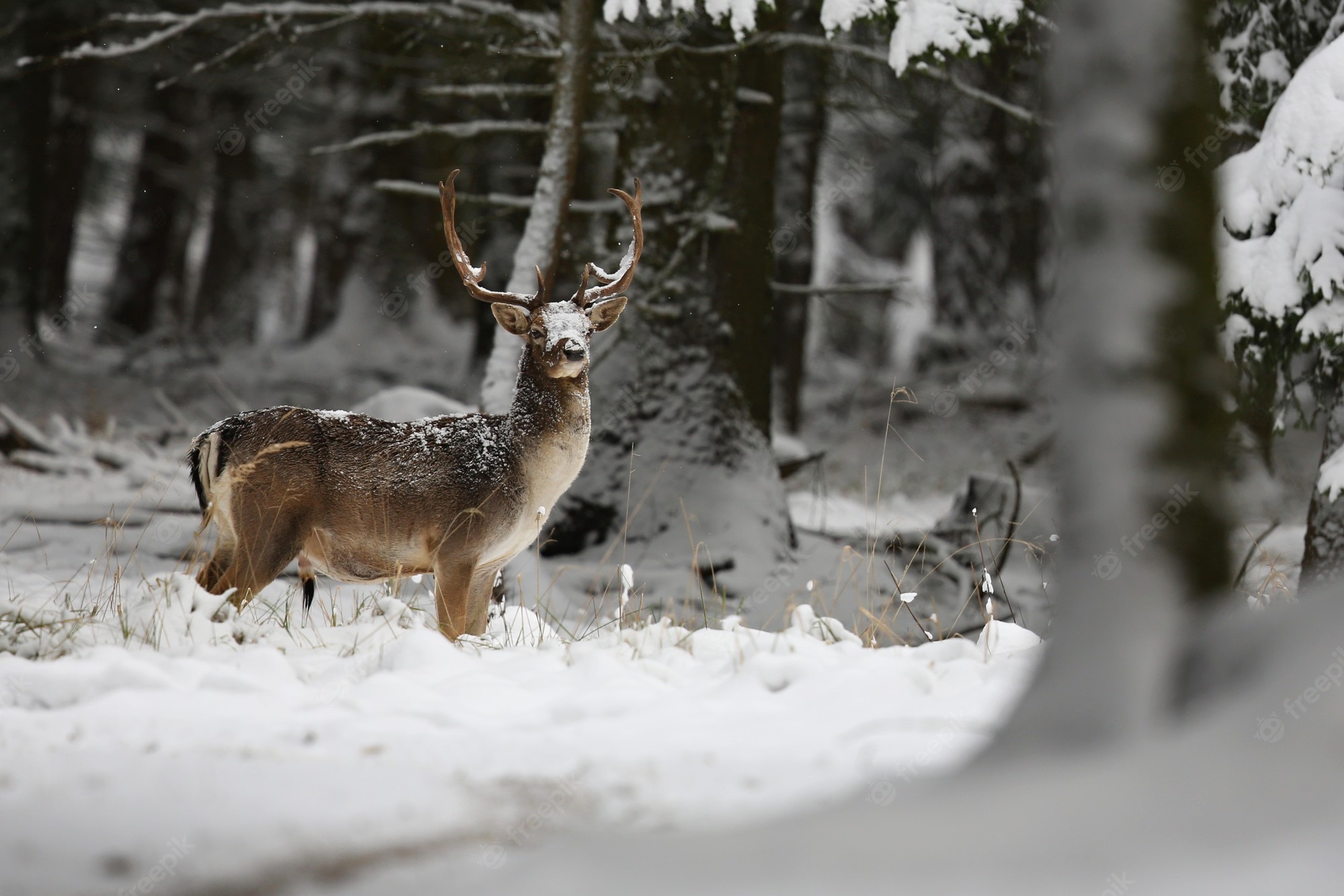 Deer In Snow Wallpapers