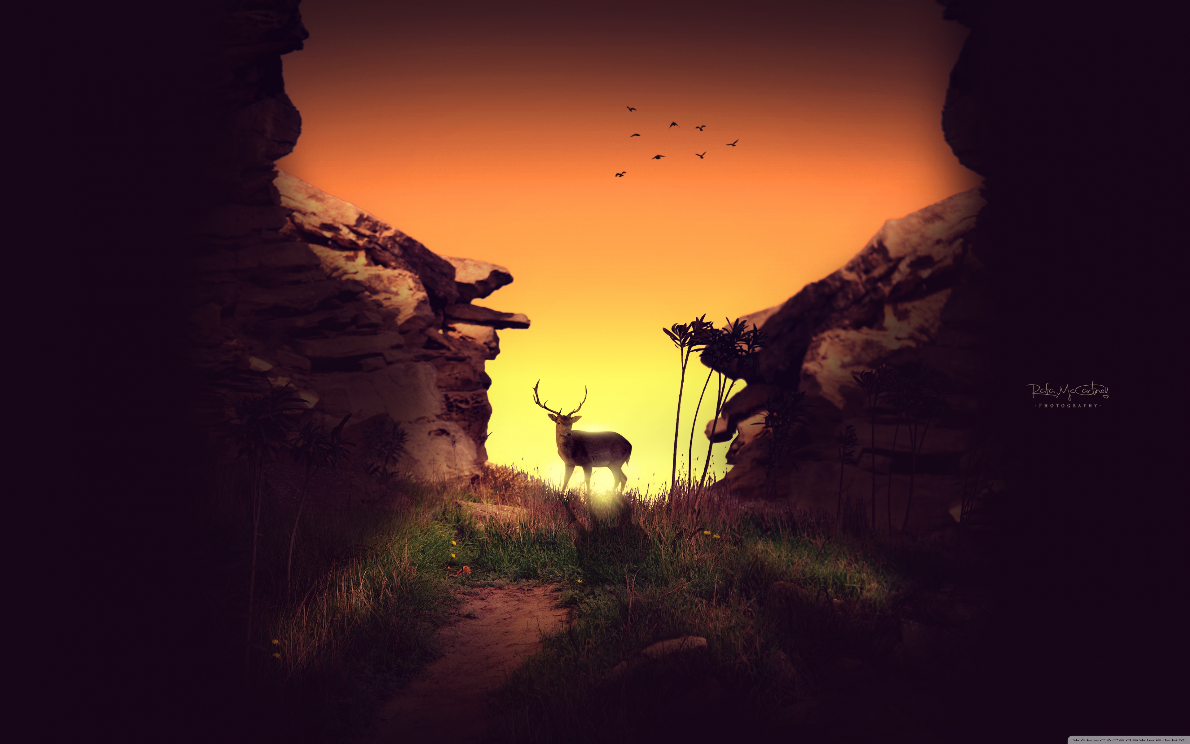 Deer Staring At Sunset Anime
 Wallpapers