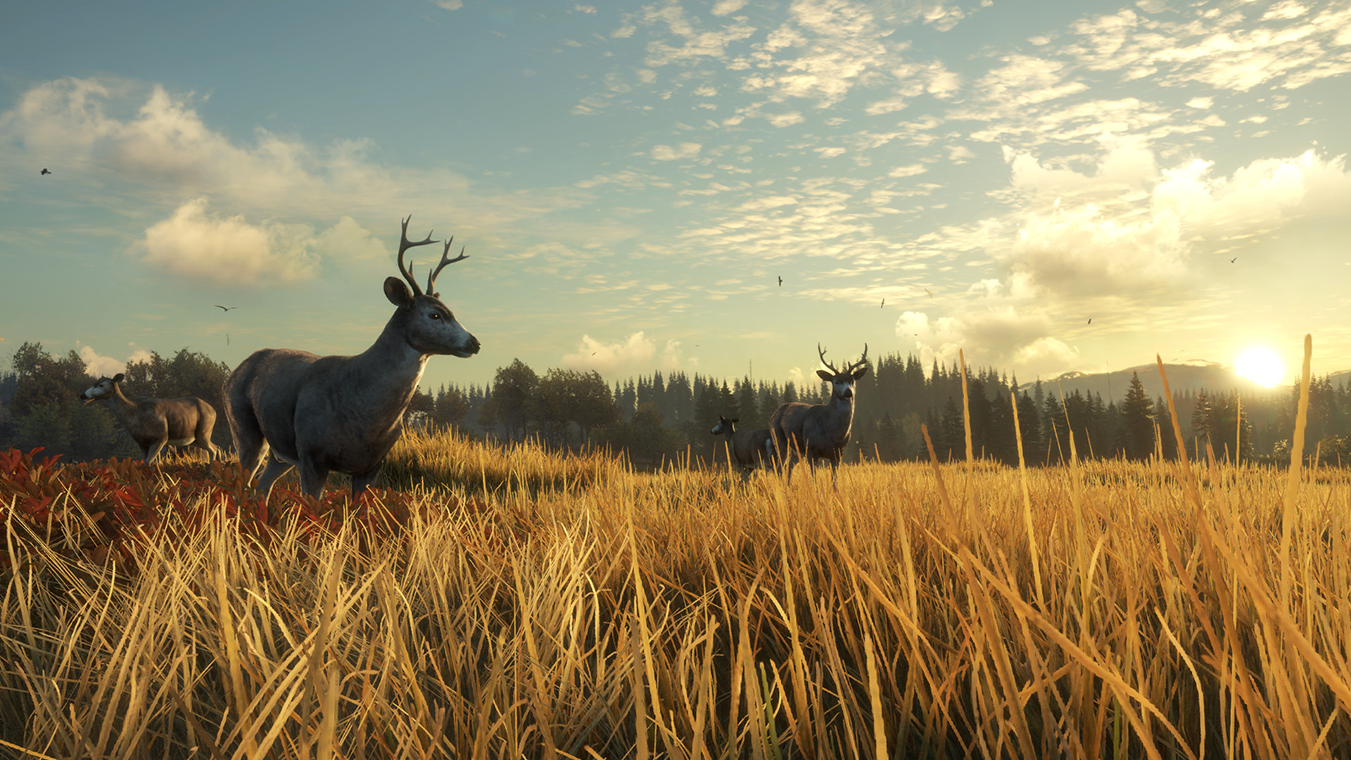 Deer Staring At Sunset Anime
 Wallpapers