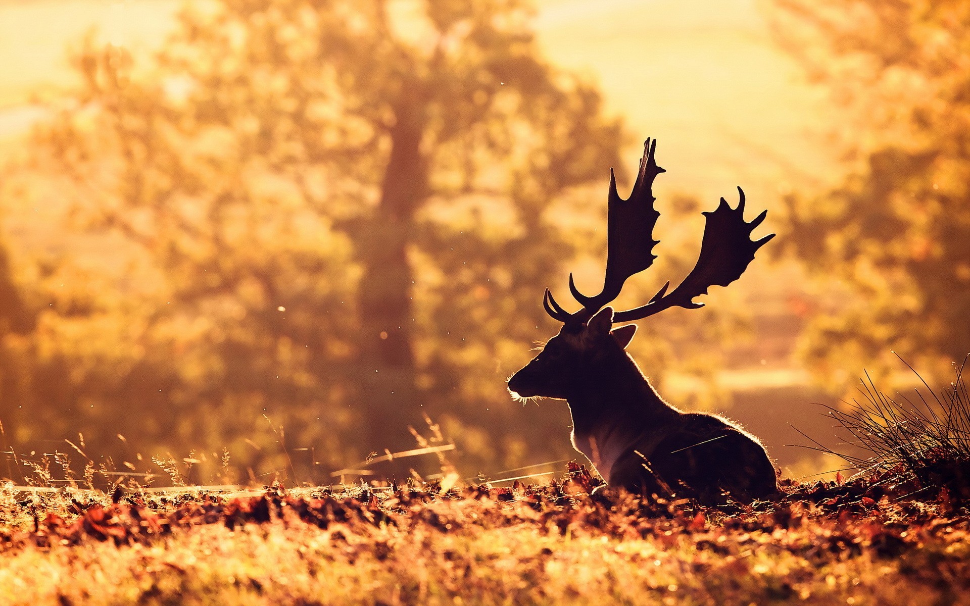 Deer Wallpapers