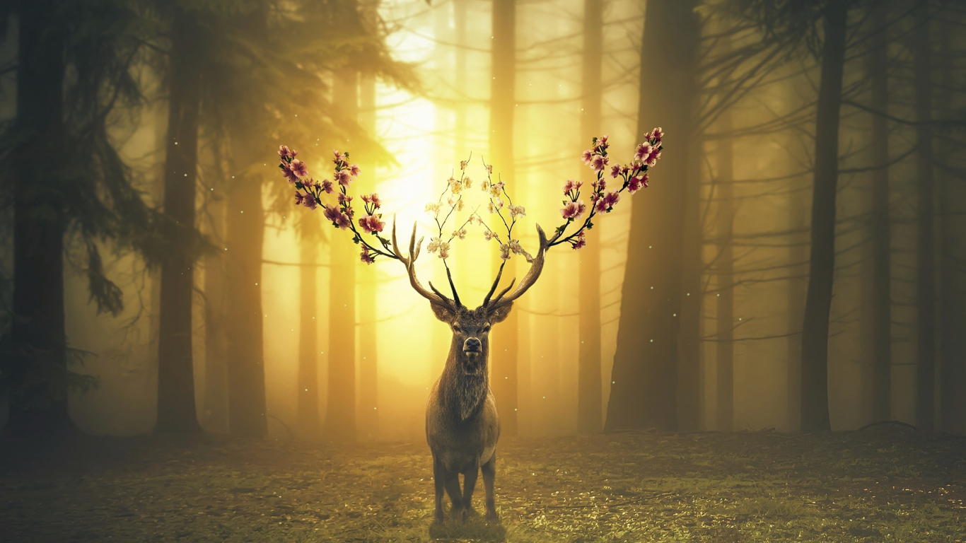 Deer Wallpapers