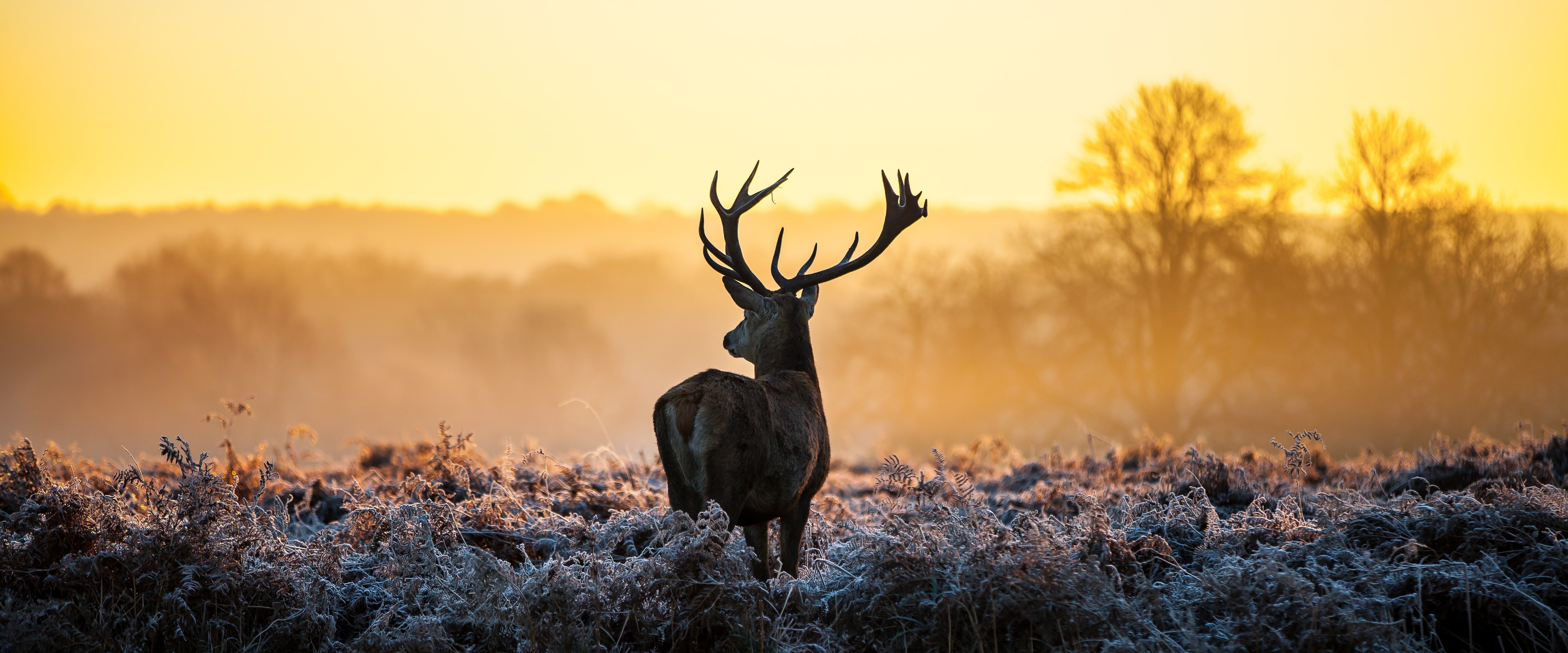 Deer Wallpapers