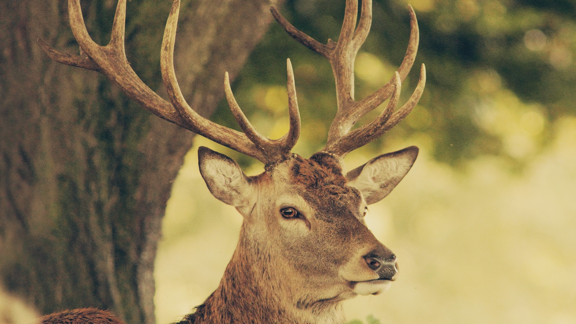 Deer Wallpapers