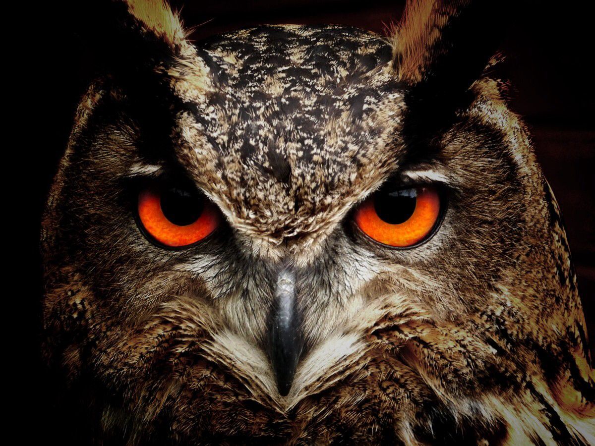 Demonic Evil Owl Wallpapers