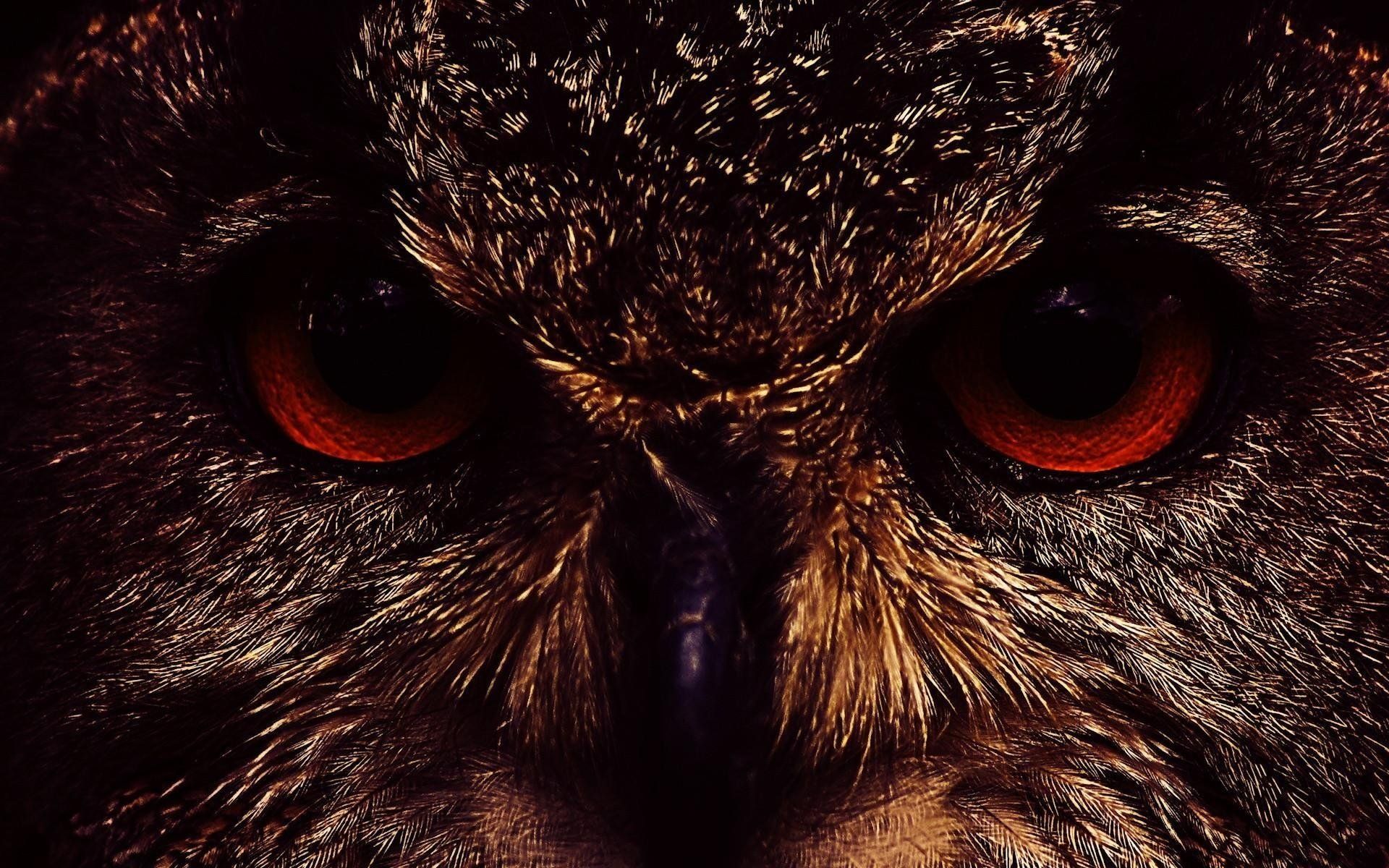 Demonic Evil Owl Wallpapers