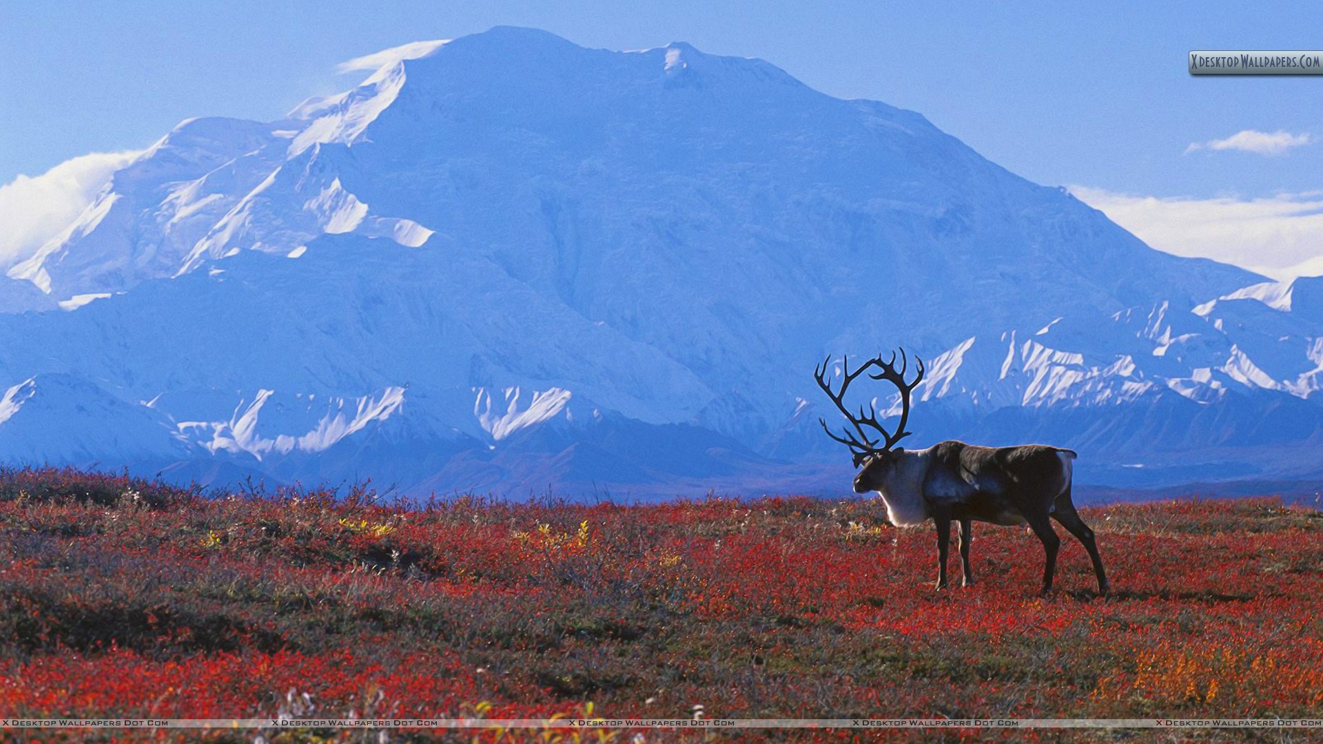 Denali Wallpapers