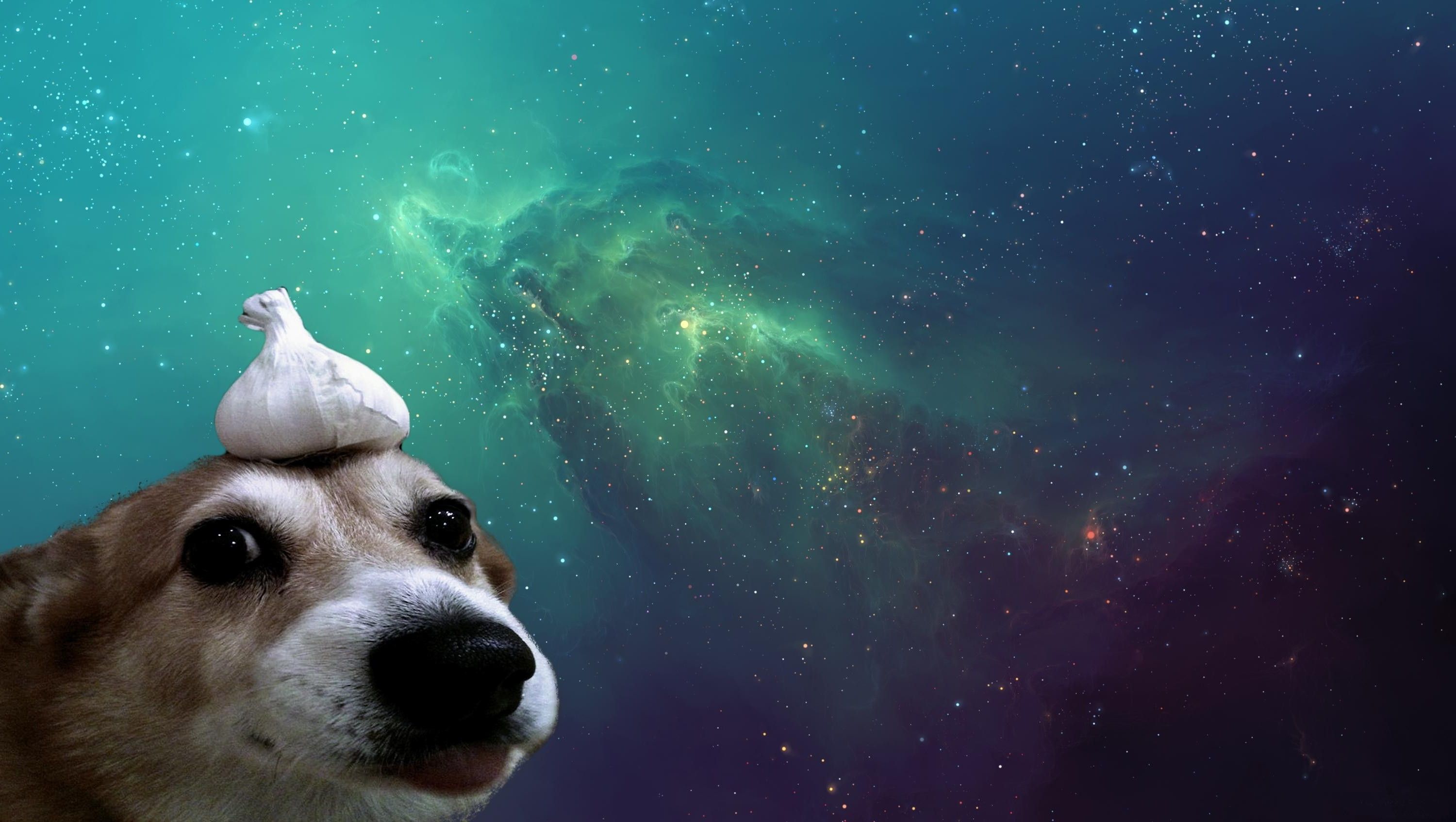 Derpy Dog Wallpapers