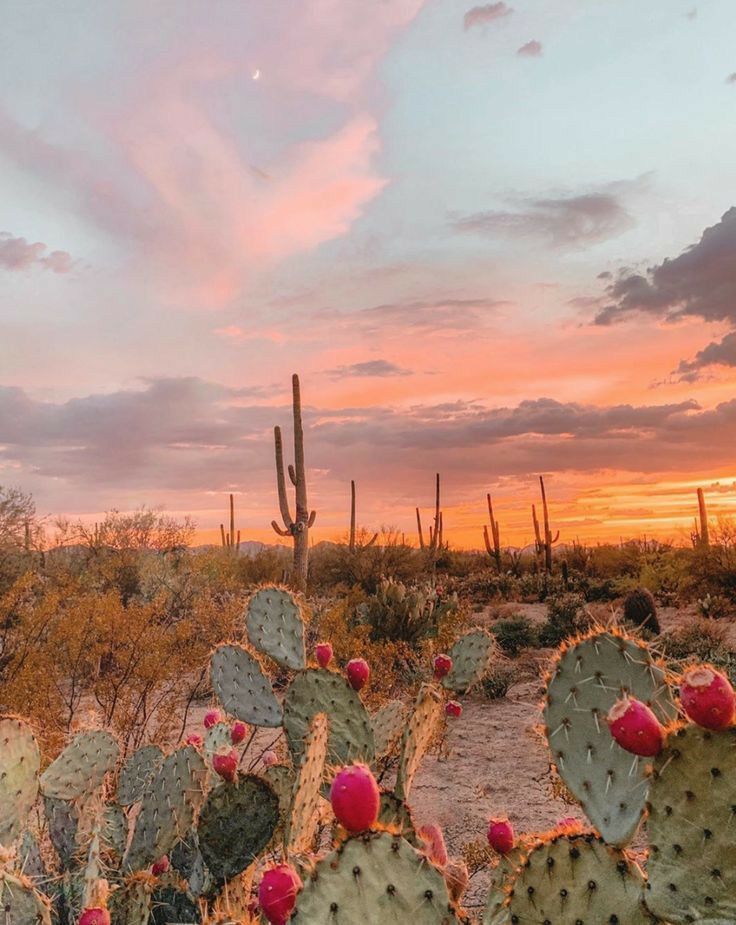 Desert Aesthetic Wallpapers