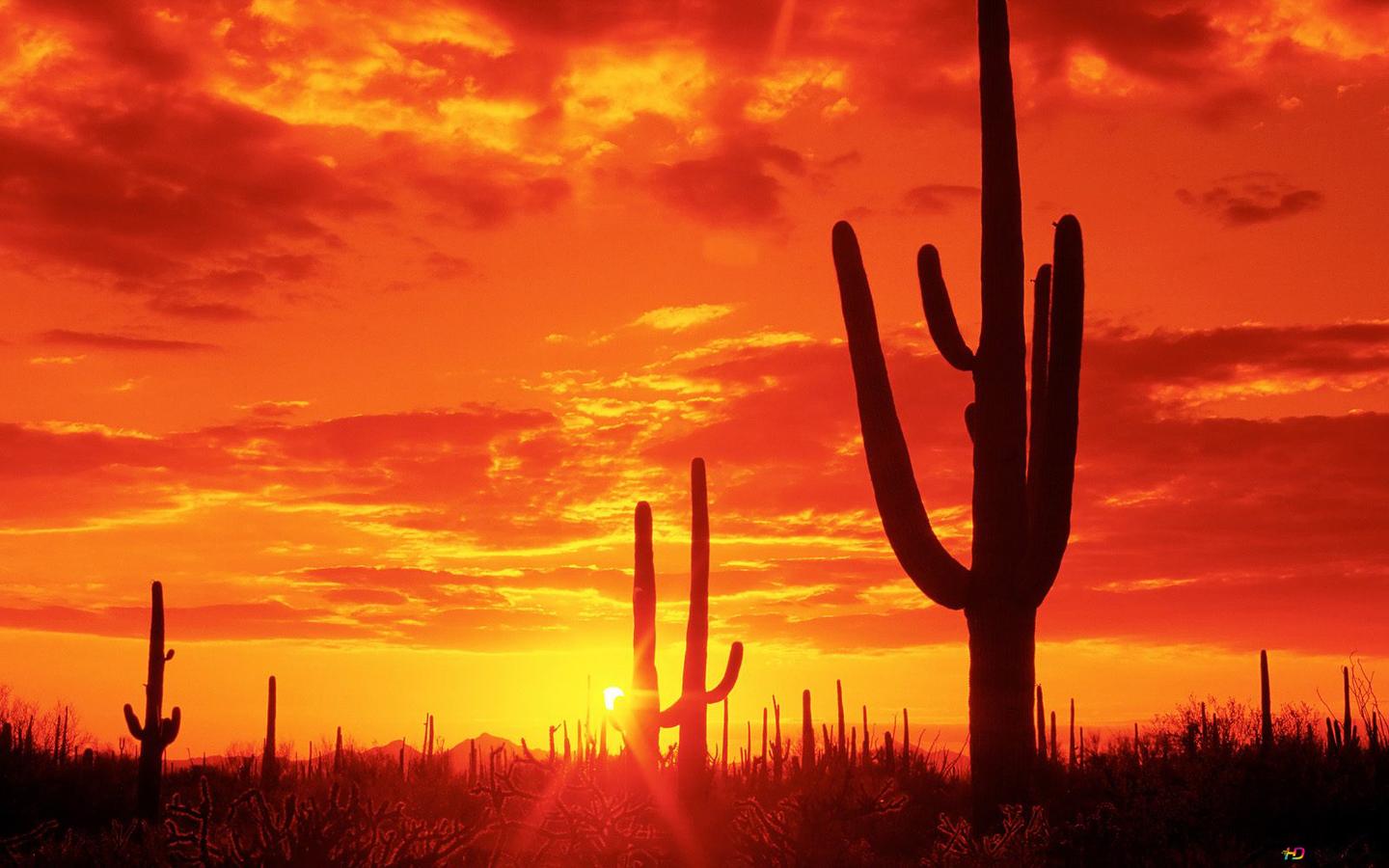 Desert In Neon Sunset Wallpapers