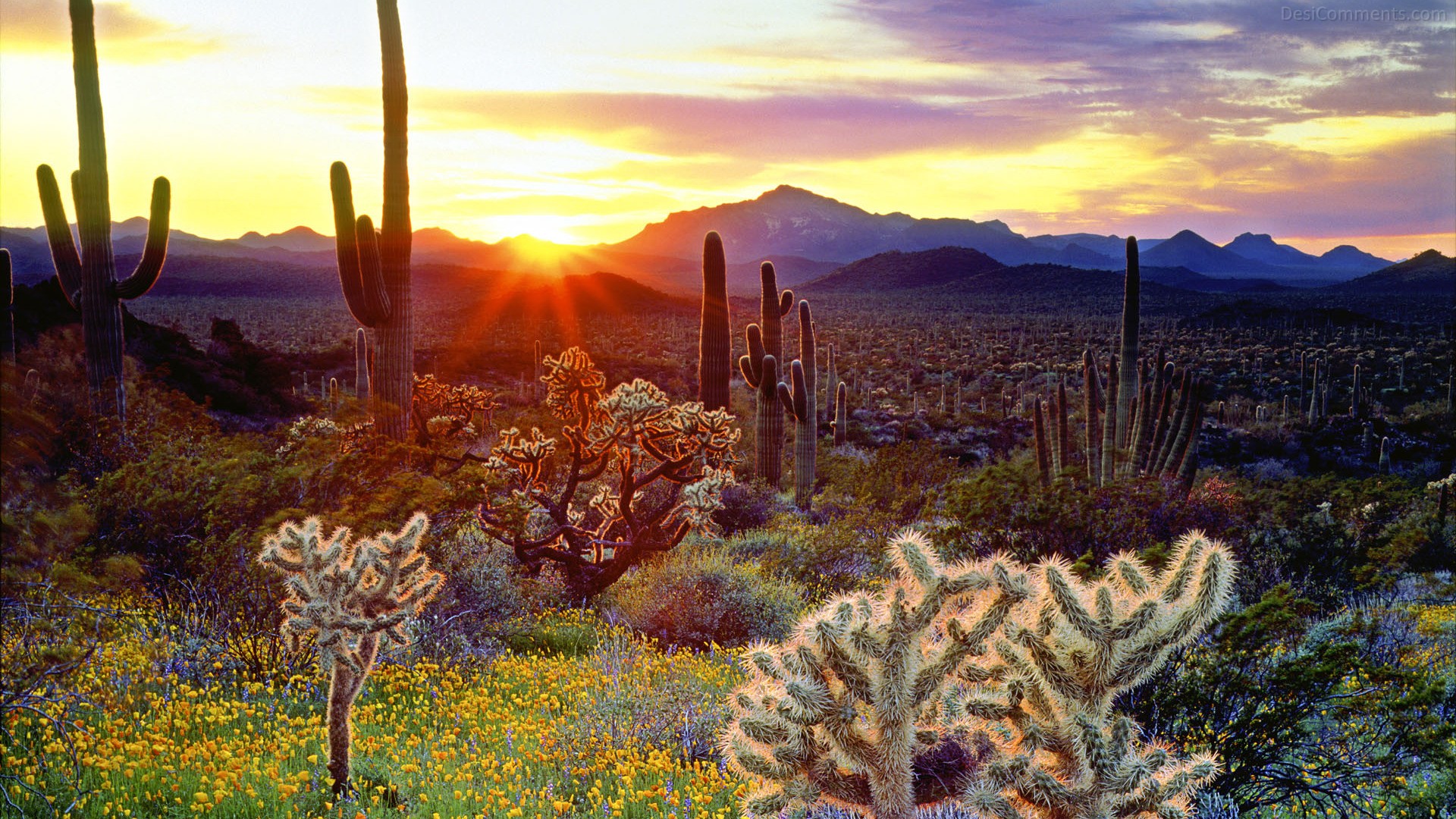 Desert Sunset Wallpapers