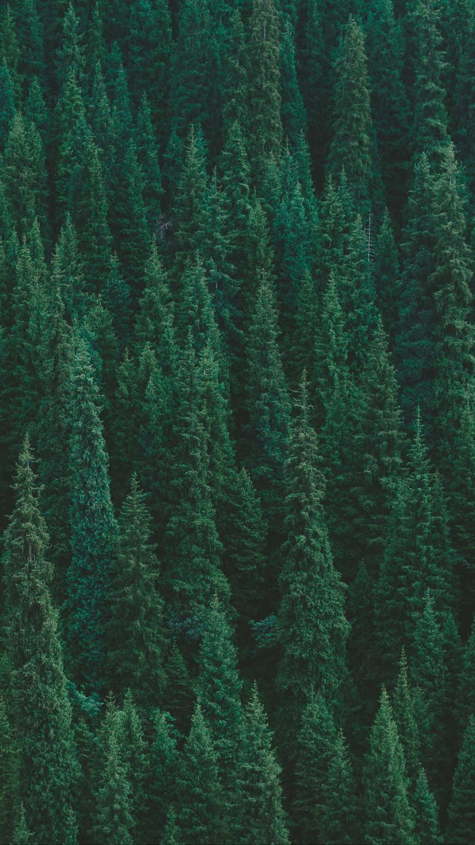 Desktop Backgrounds Trees