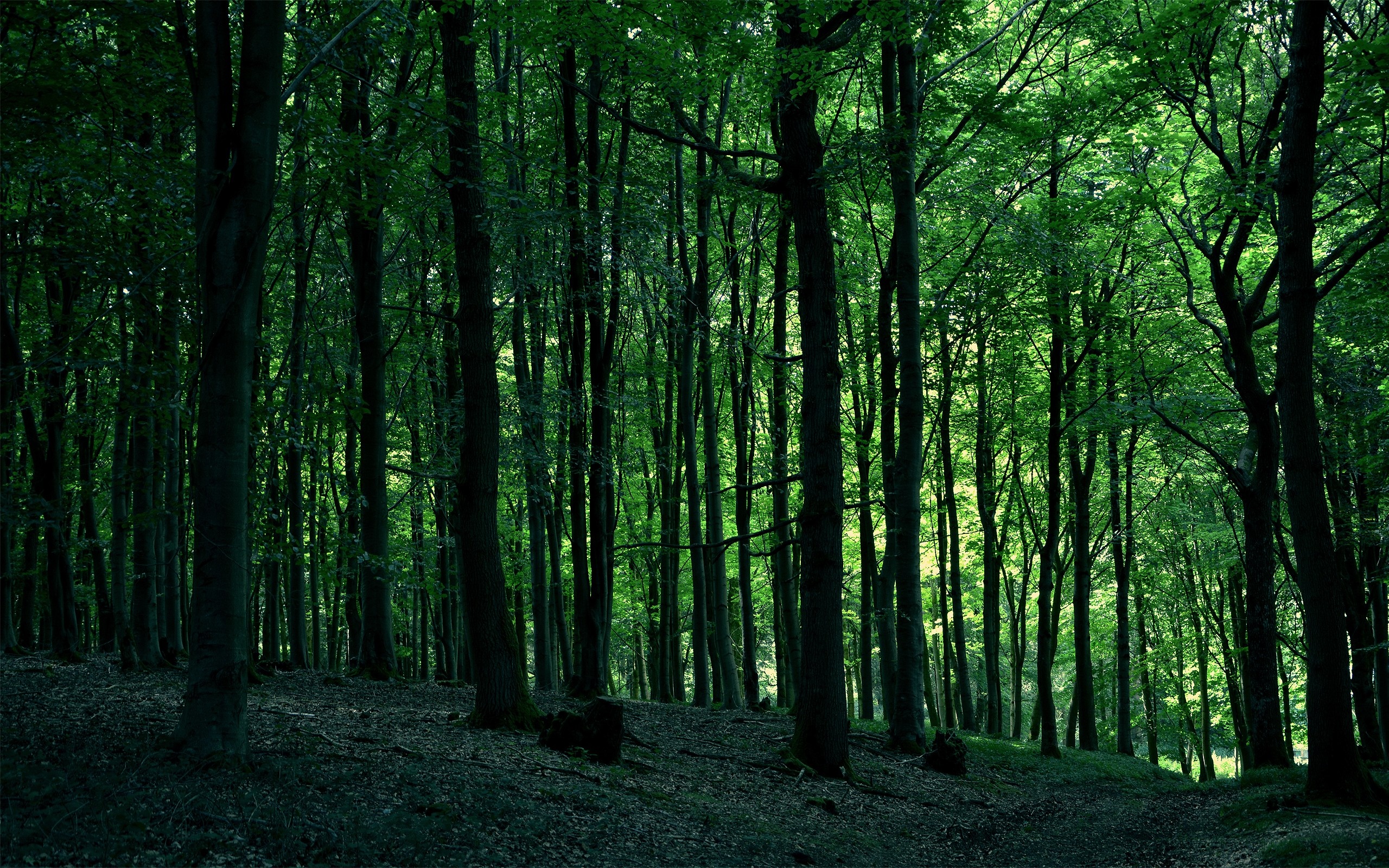 Desktop Backgrounds Trees