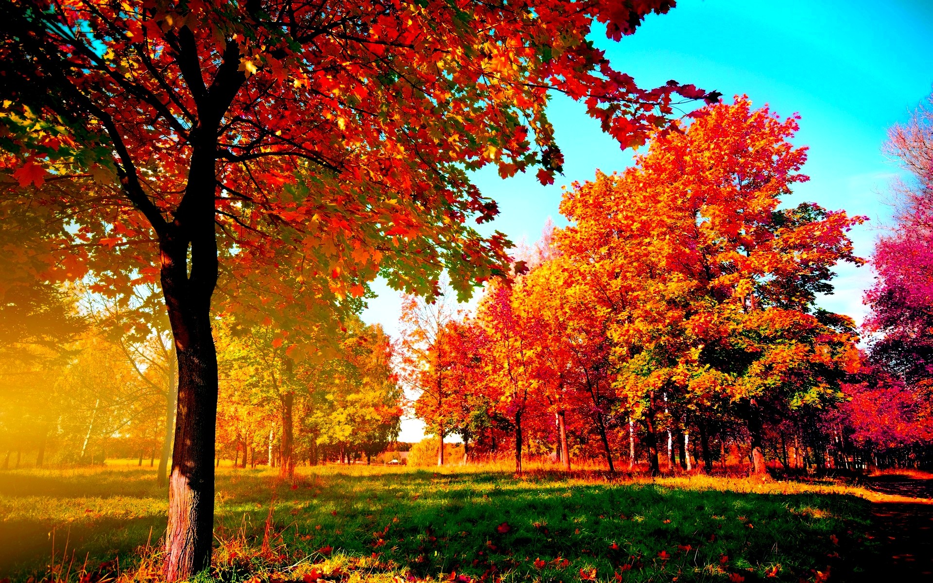 Desktop Backgrounds Trees