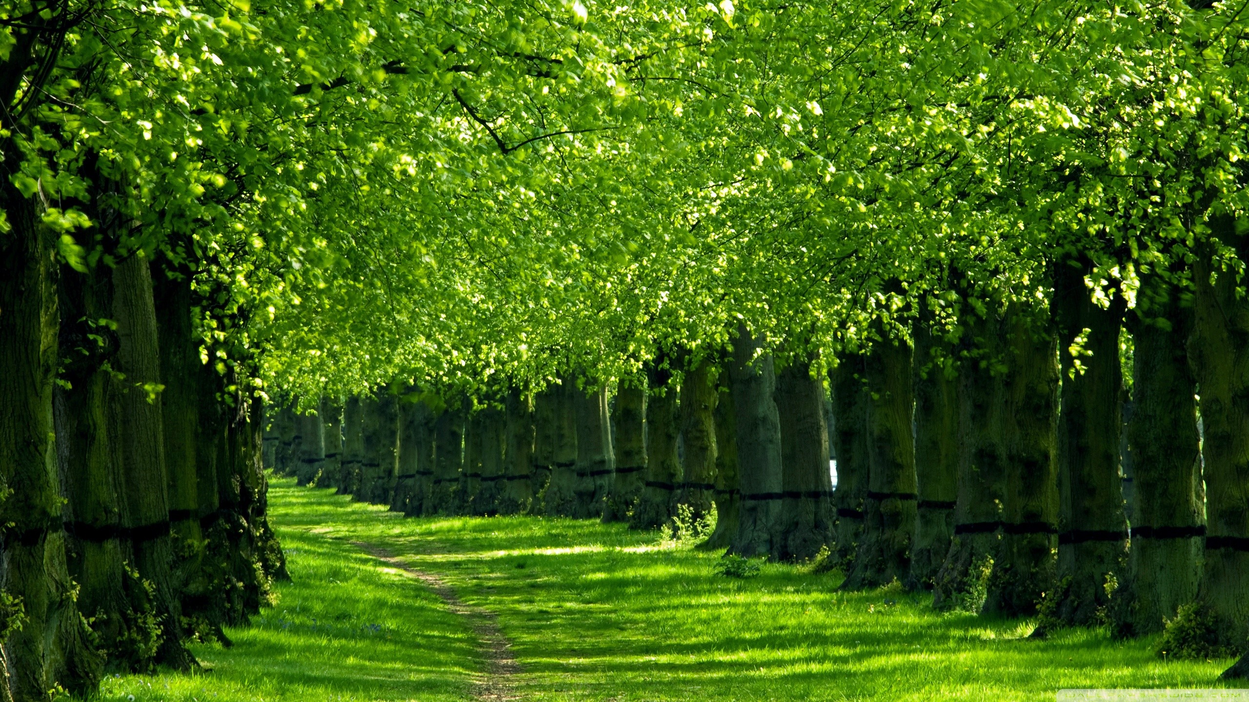 Desktop Backgrounds Trees