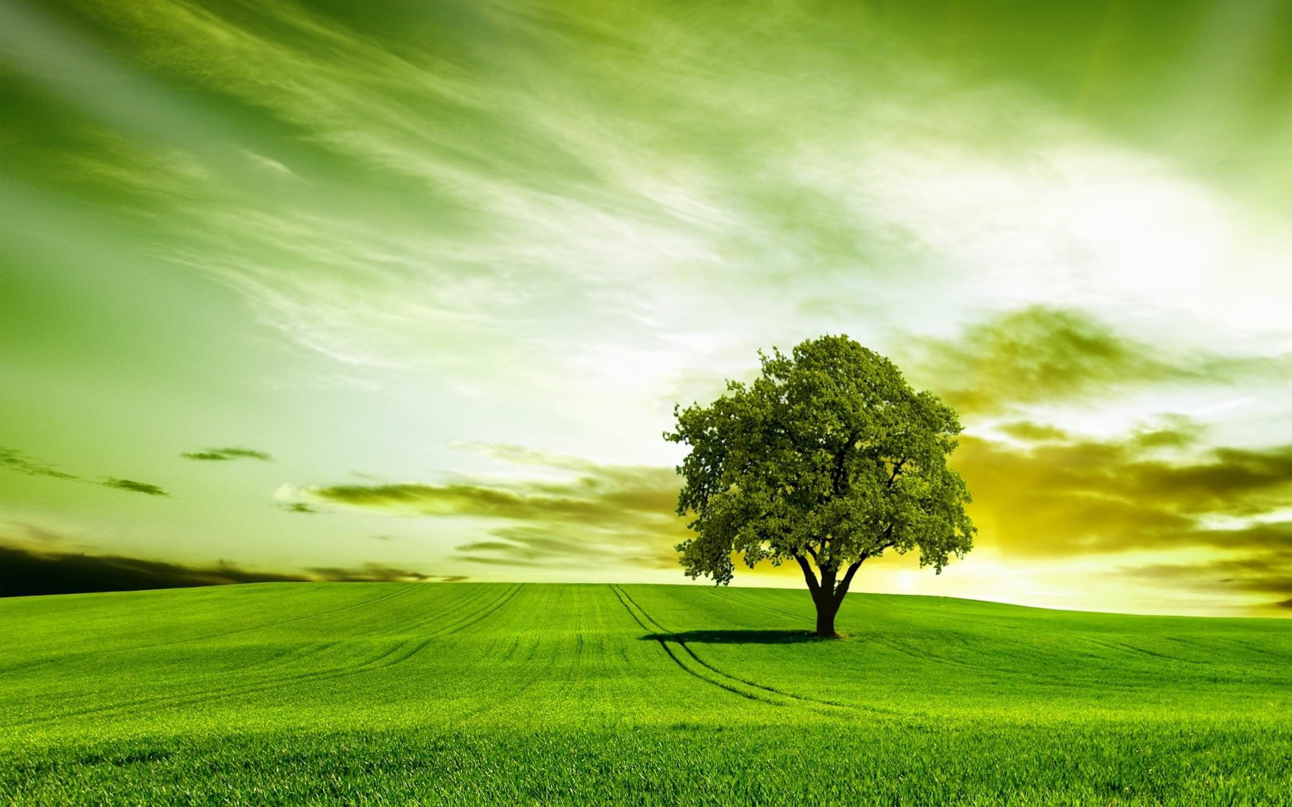 Desktop Backgrounds Trees